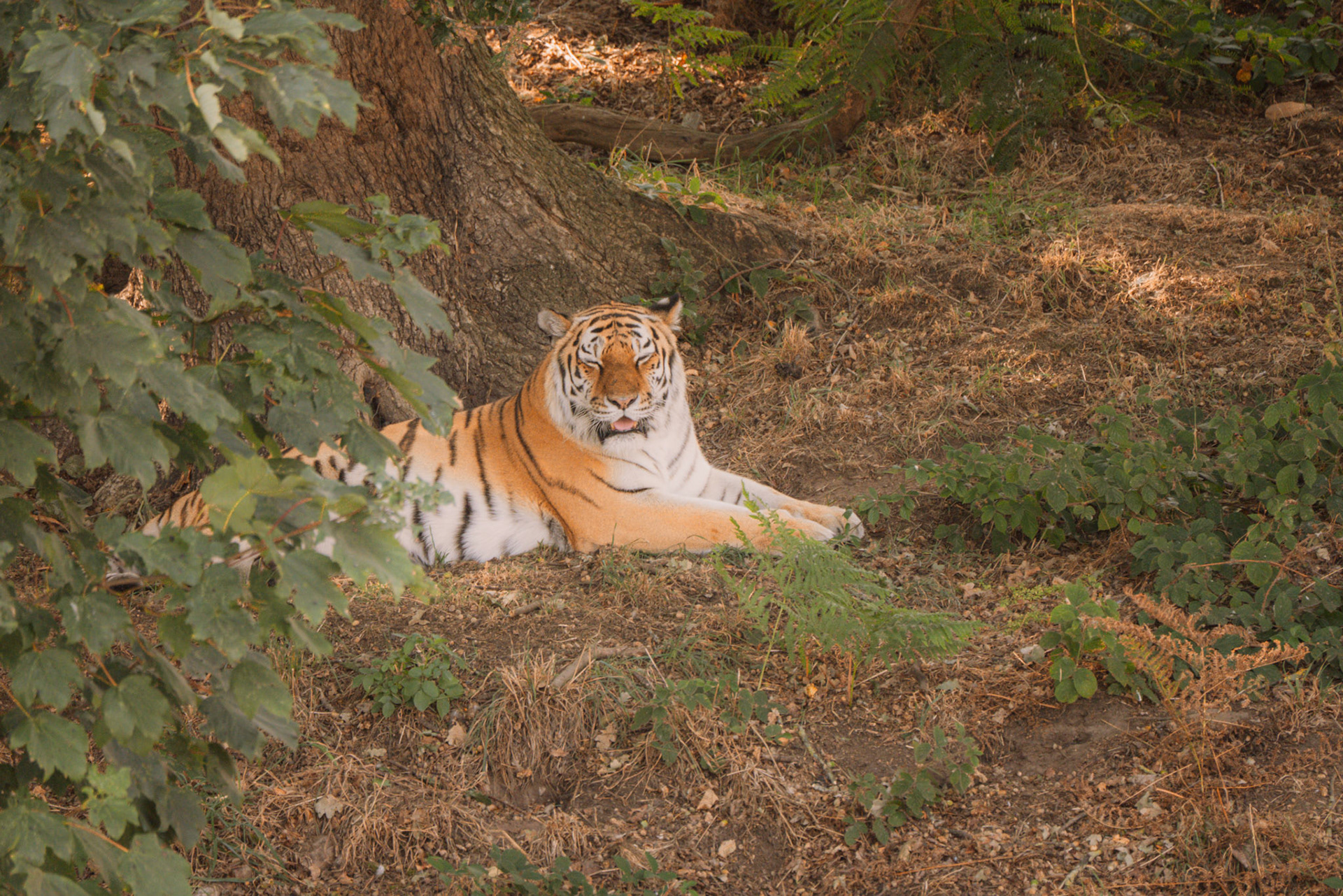a tiger at Yorkshire wildlife park 