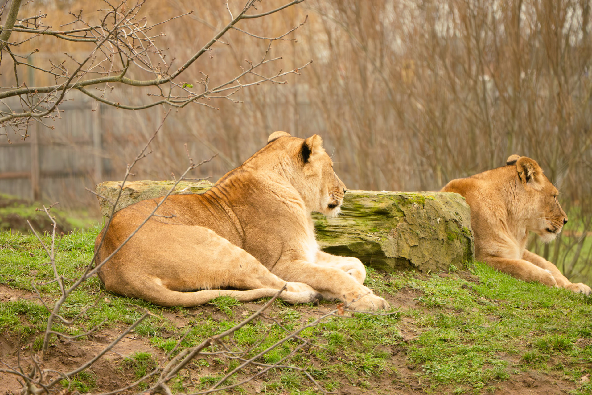 lion at Yorkshire wildlife park 