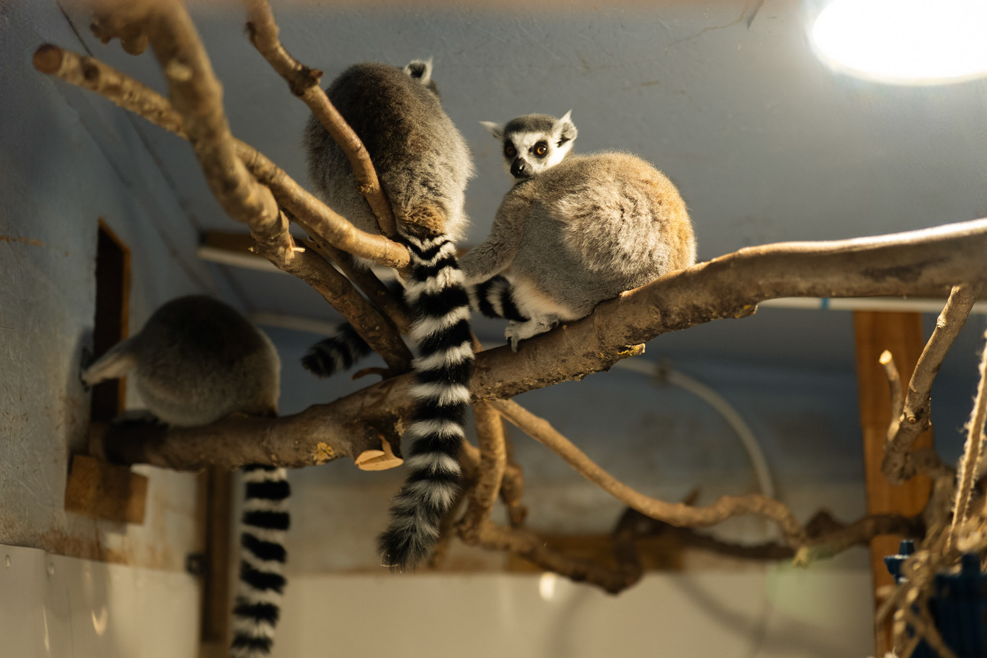 a lemur at Northumberland zoo
