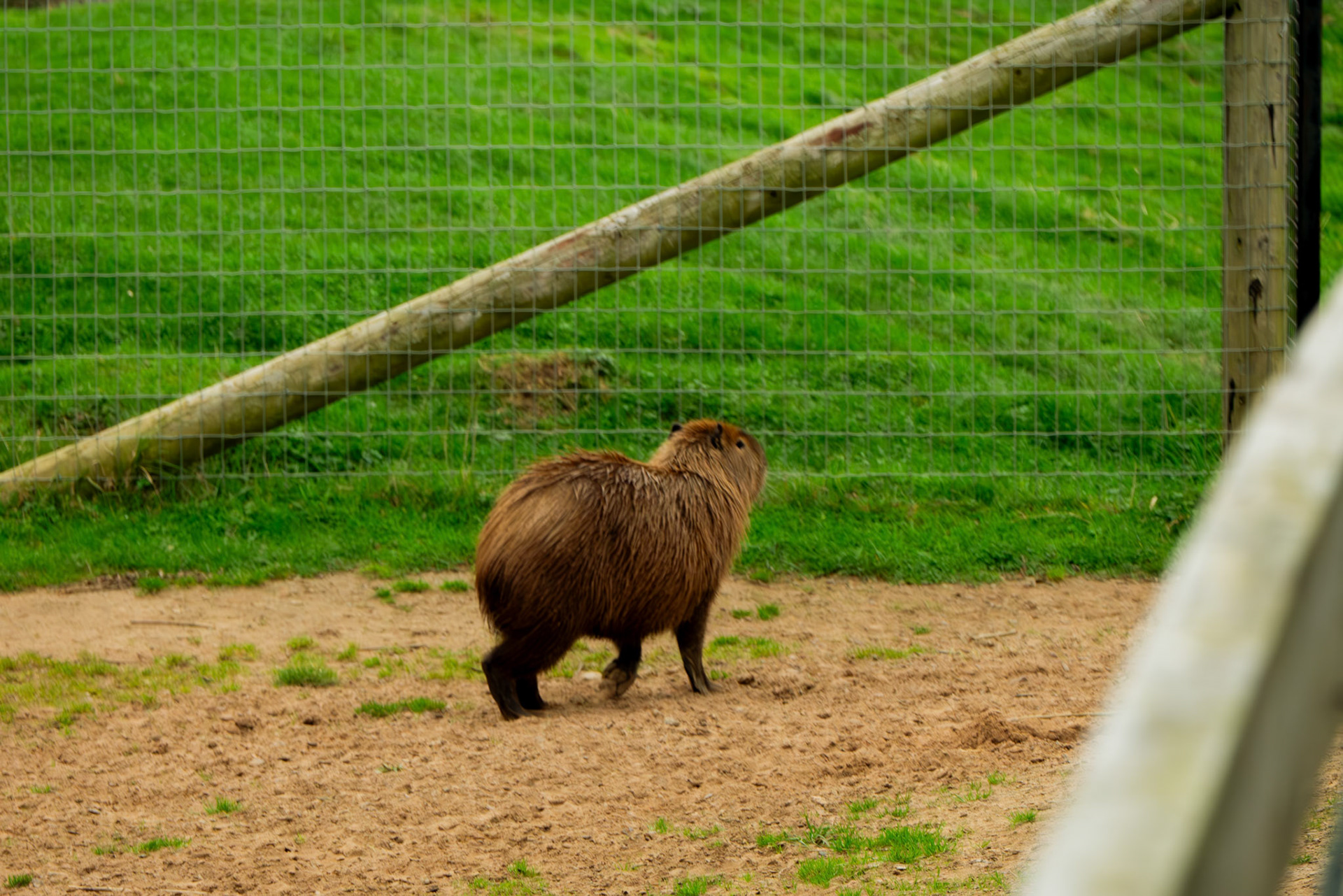 capybara at Northumberland zoo