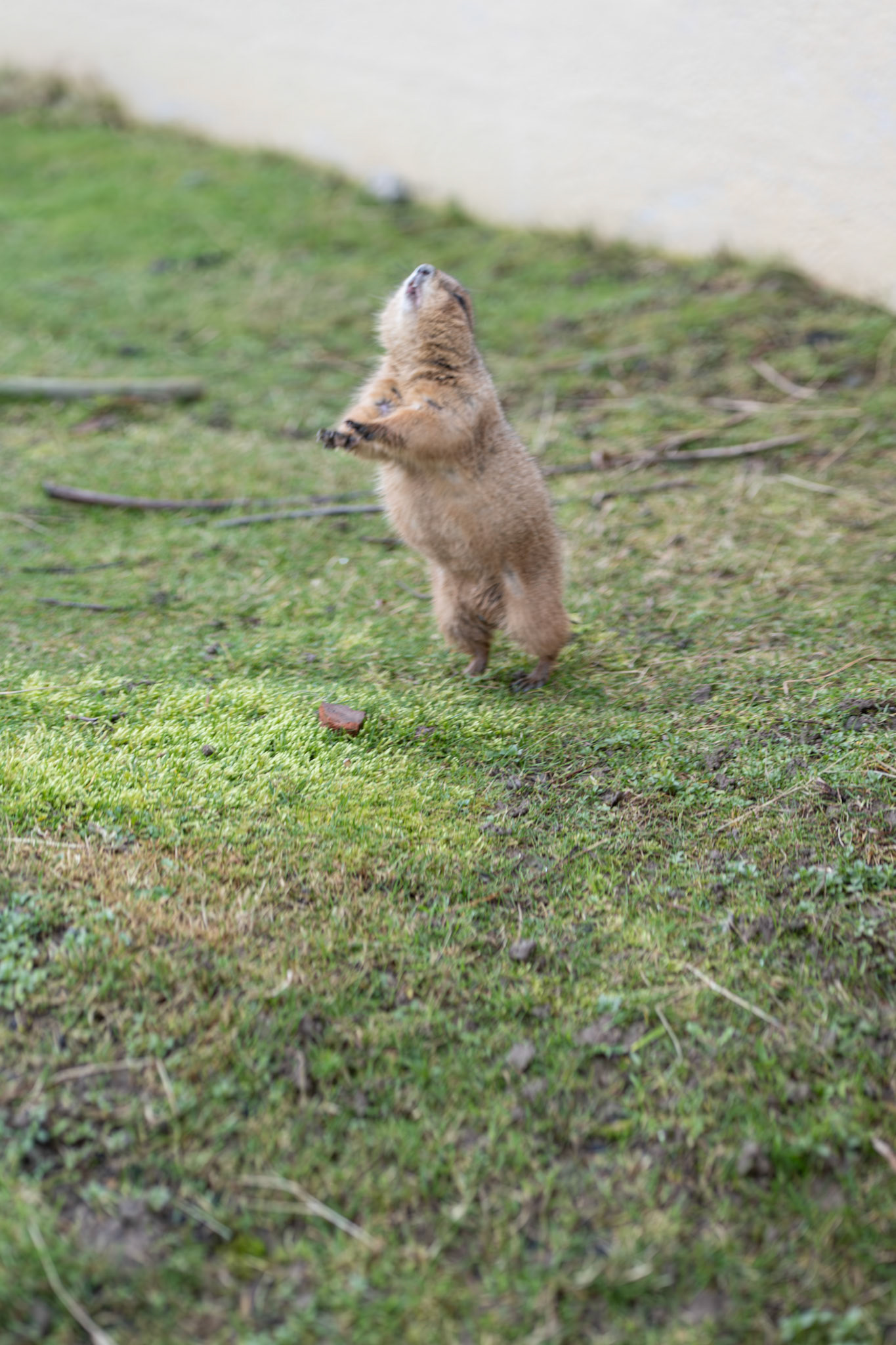 prairie dog at Northumberland zoo