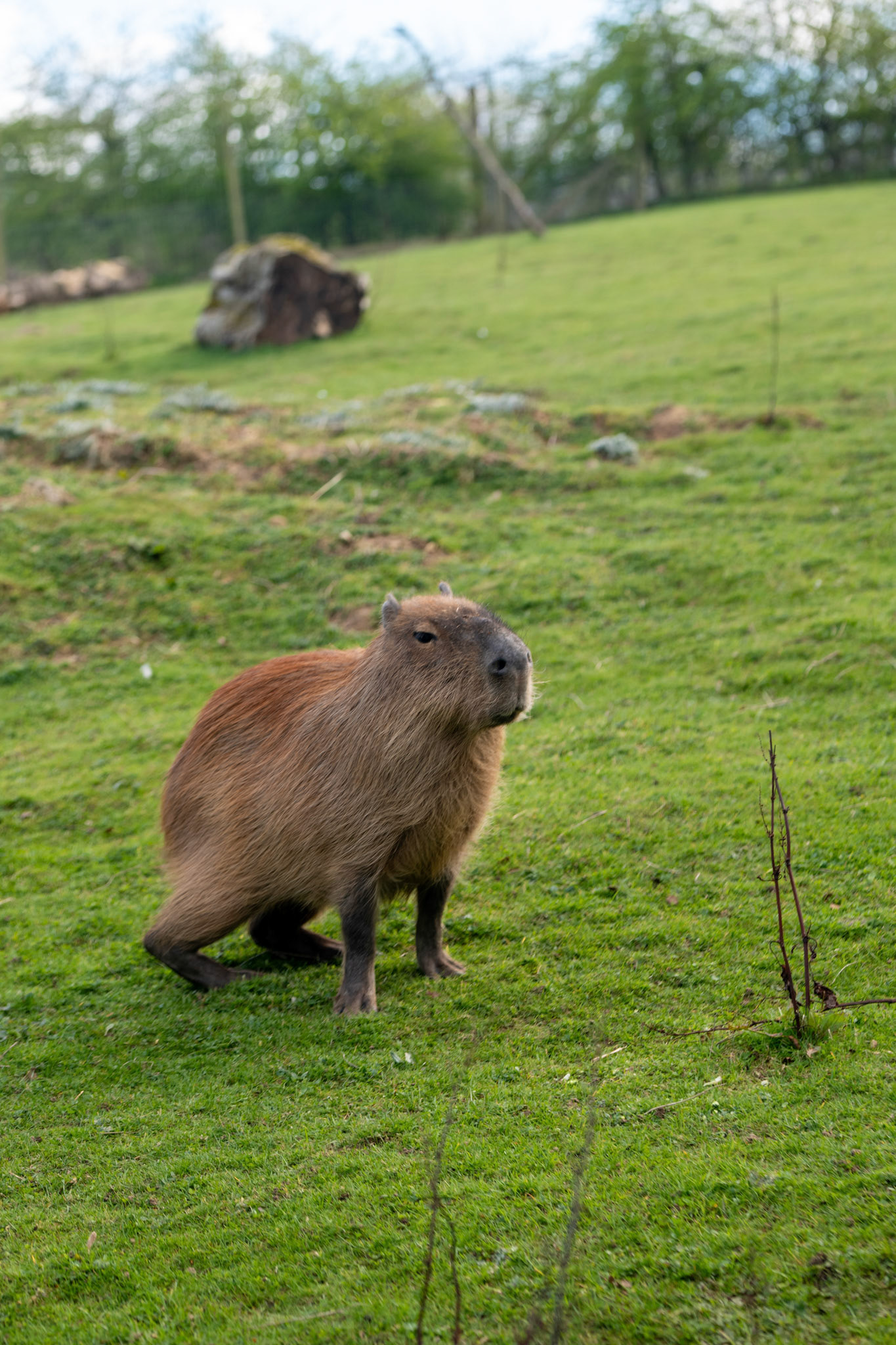 a capybara
