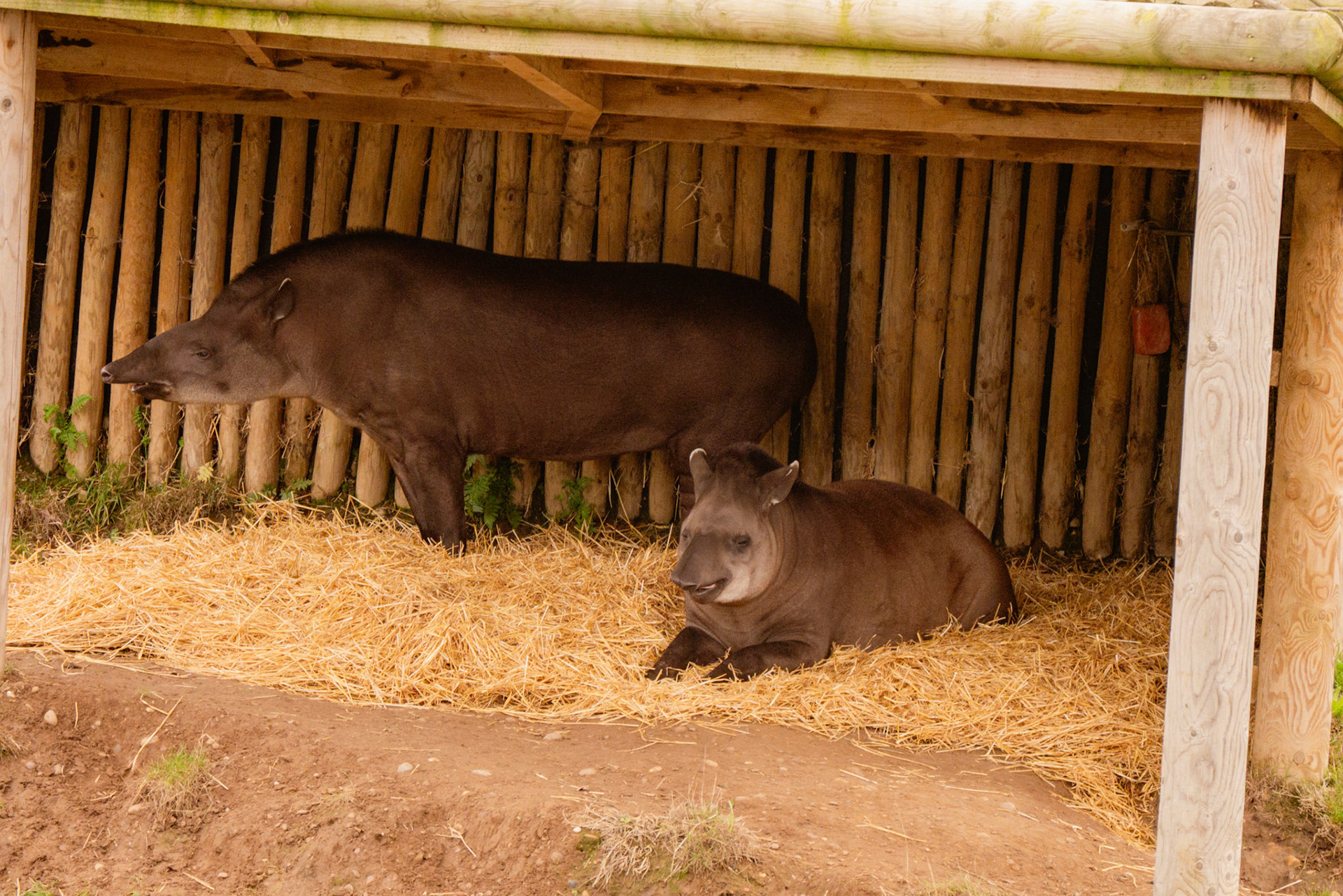 tapirs at Yorkshire wildlife park 