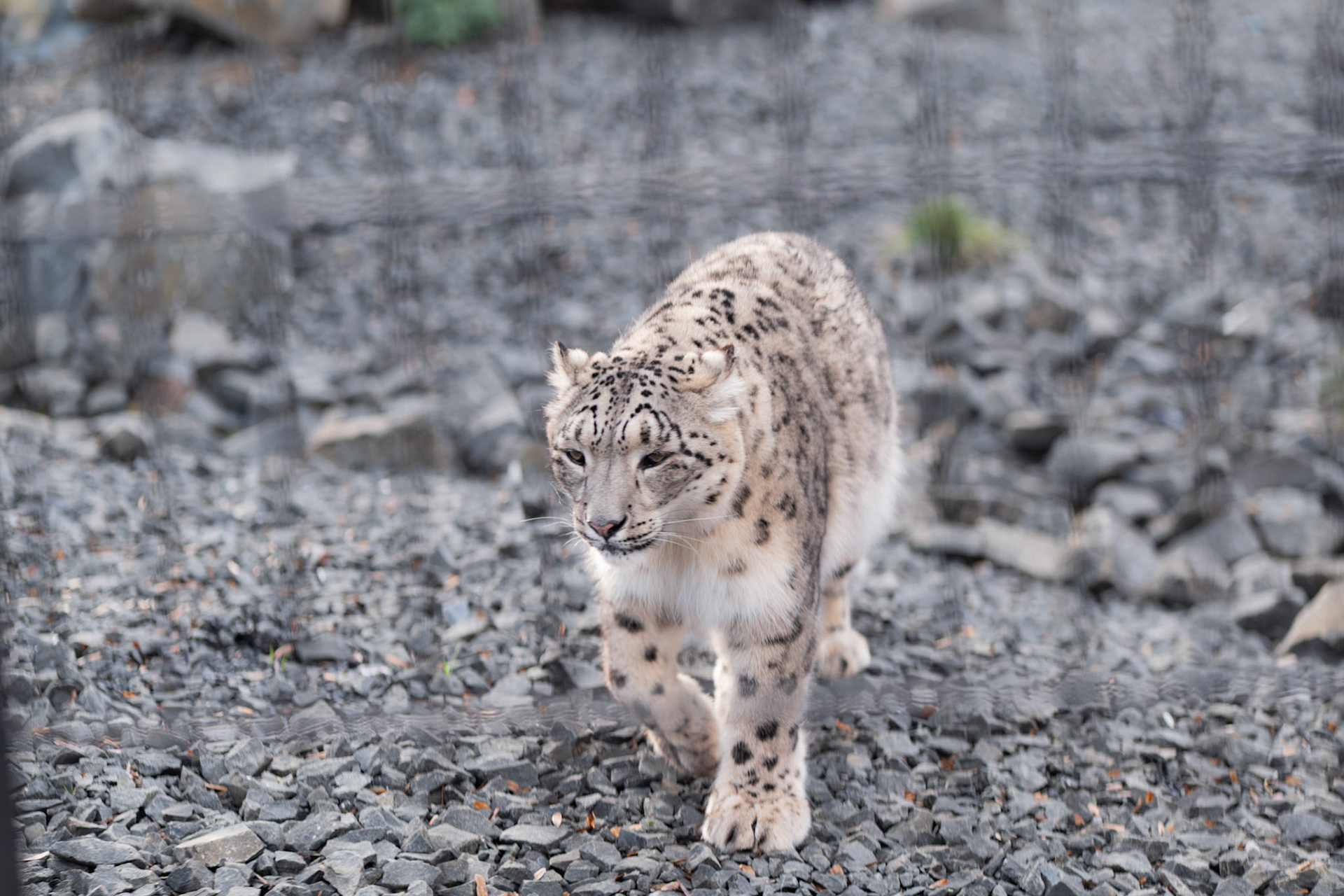  at Northumberland zoo