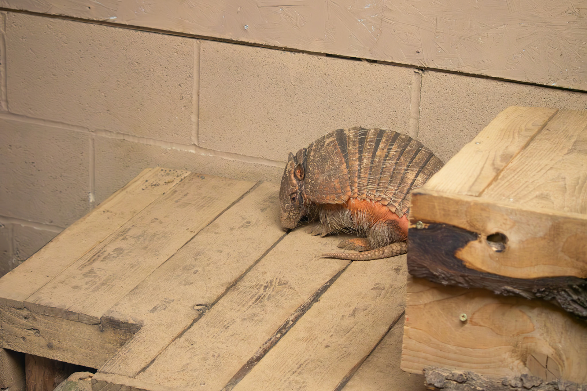 a armadilo at Northumberland zoo