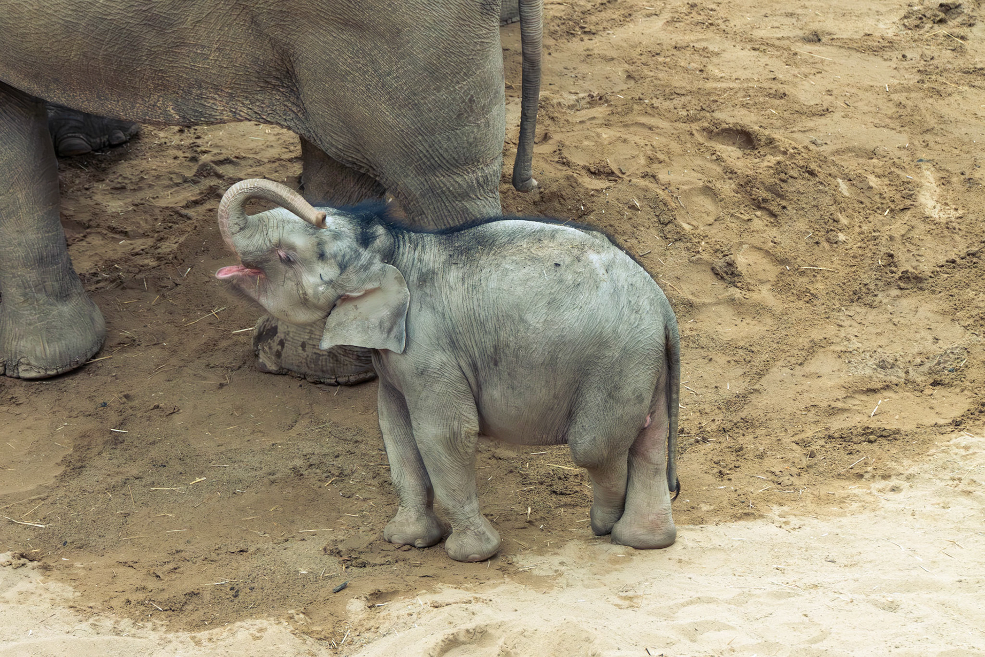 elephant at Blackpool zoo 