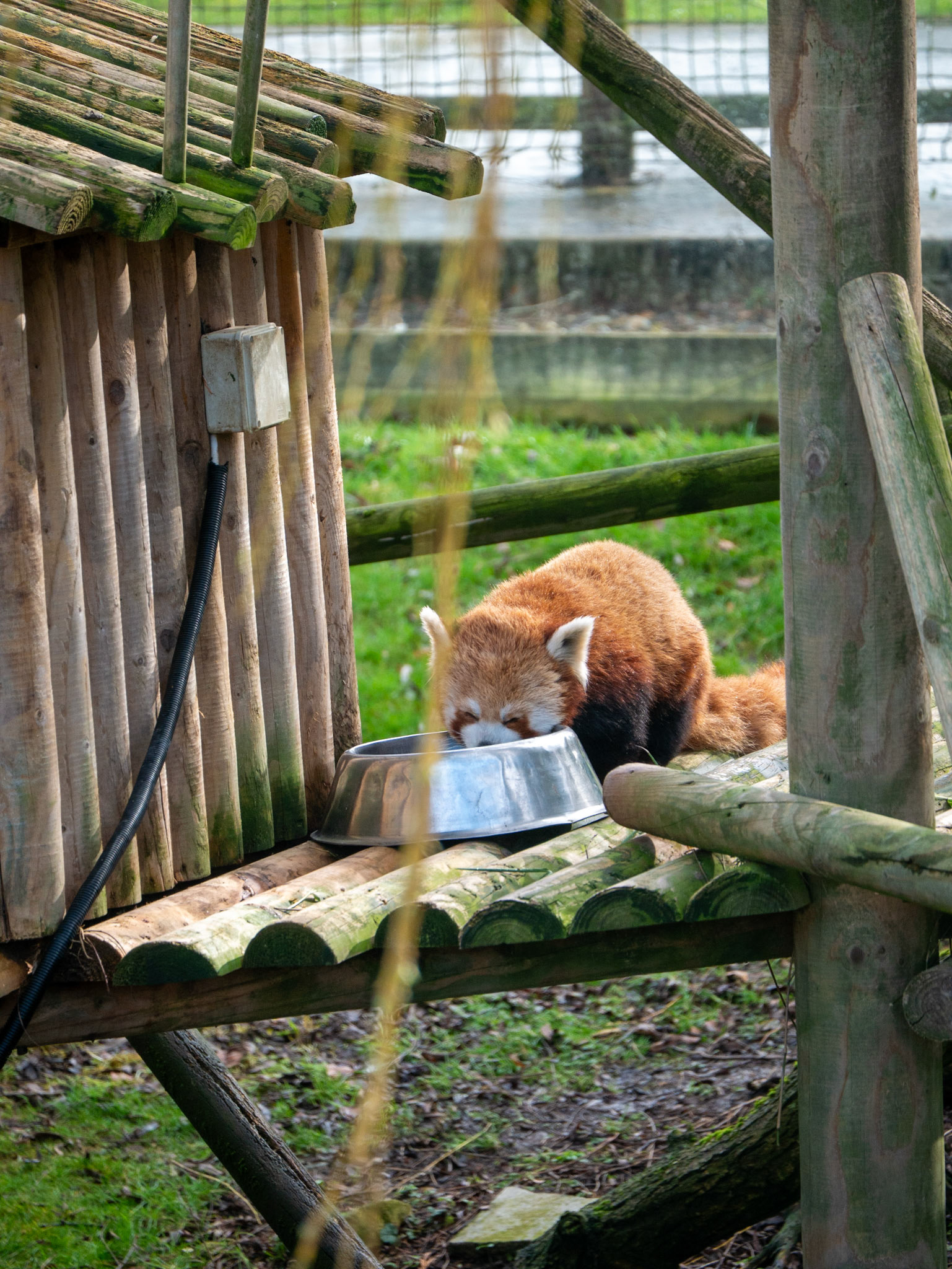 a red panda 