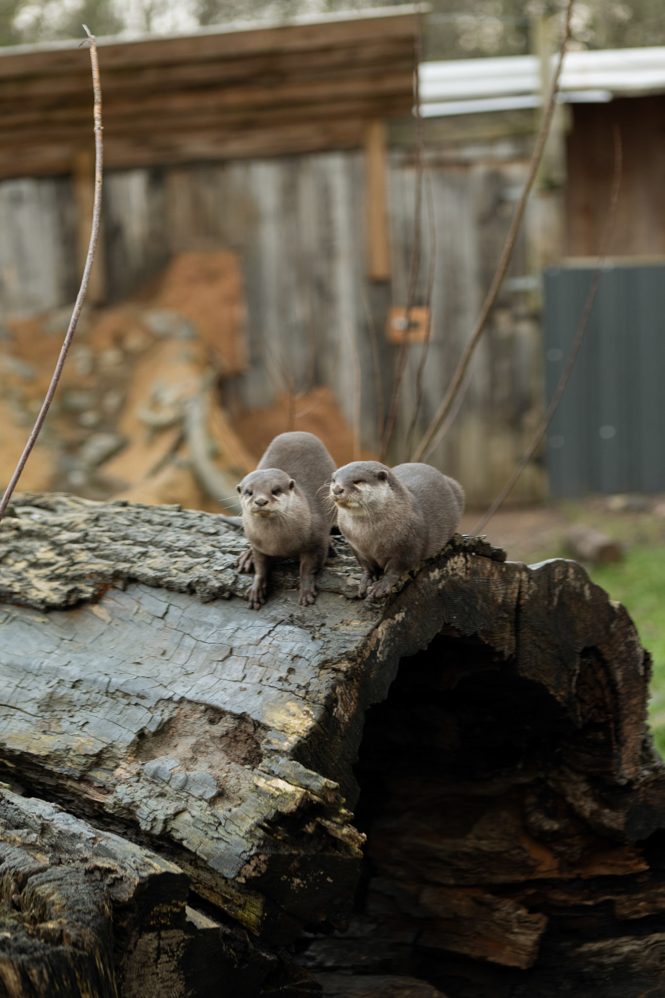  at Northumberland zoo