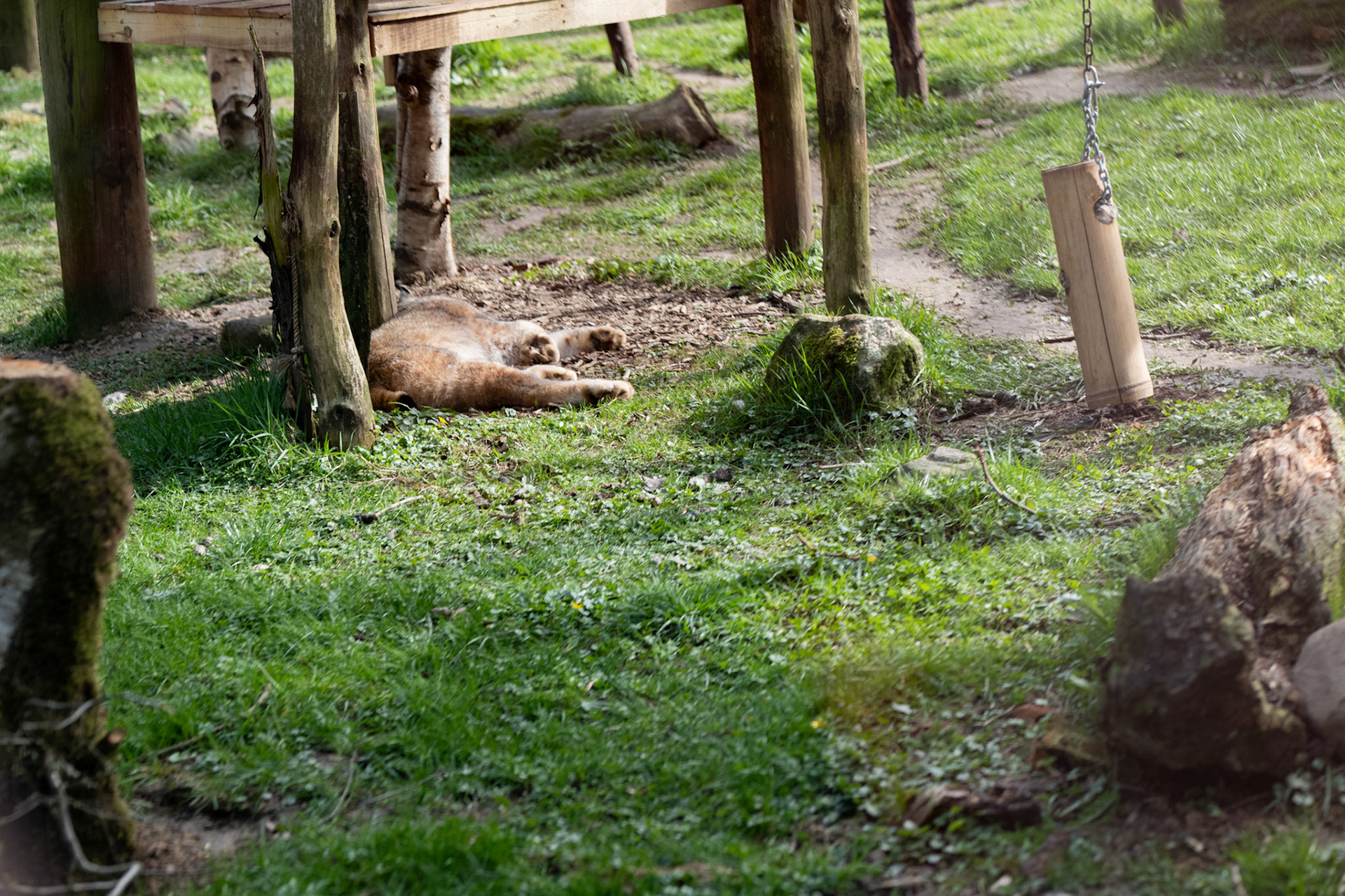 a lynx 