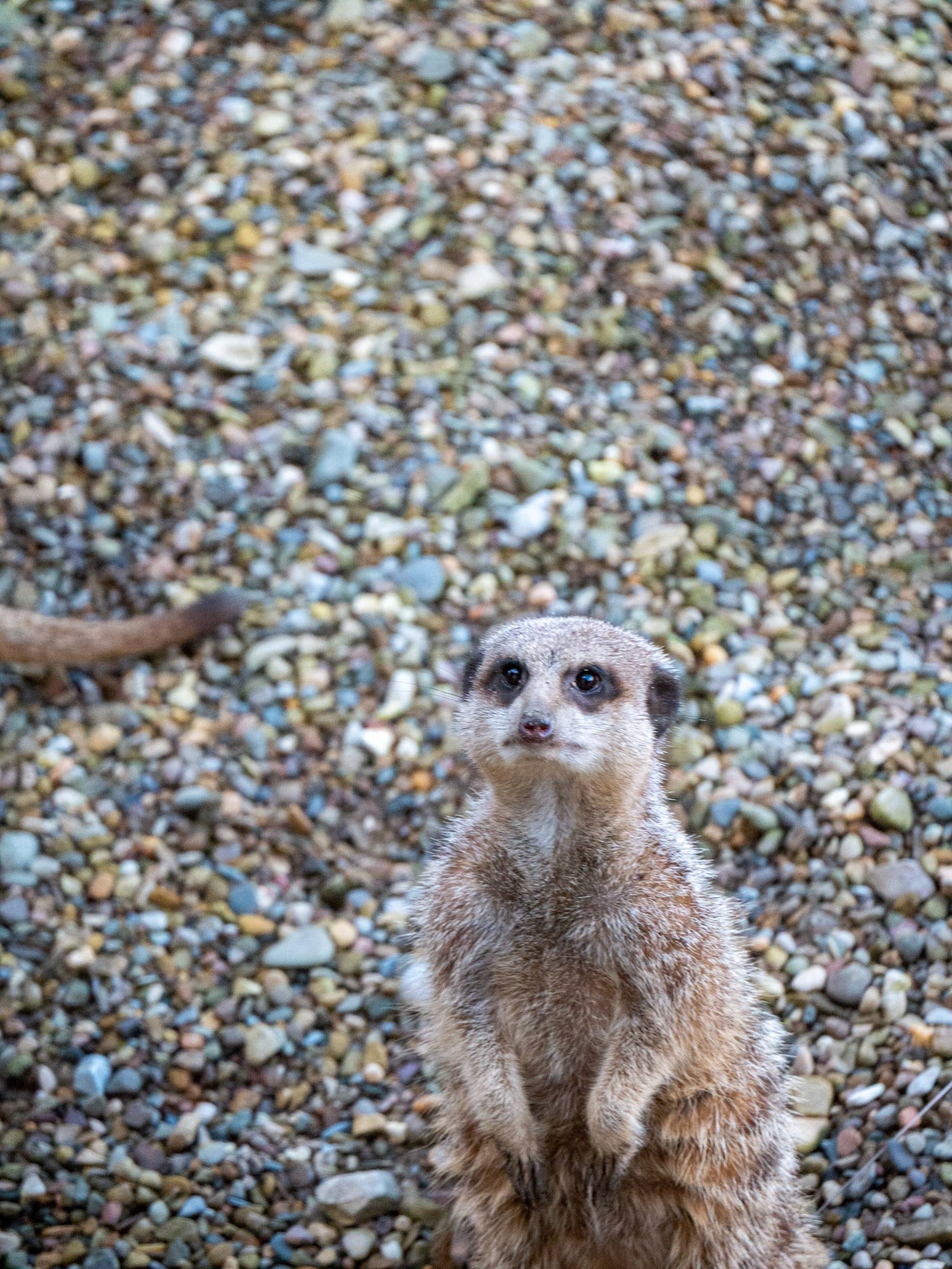 a meerkat