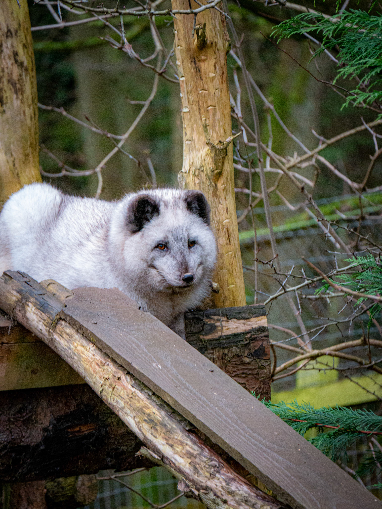 snow fox at Northumberland zoo