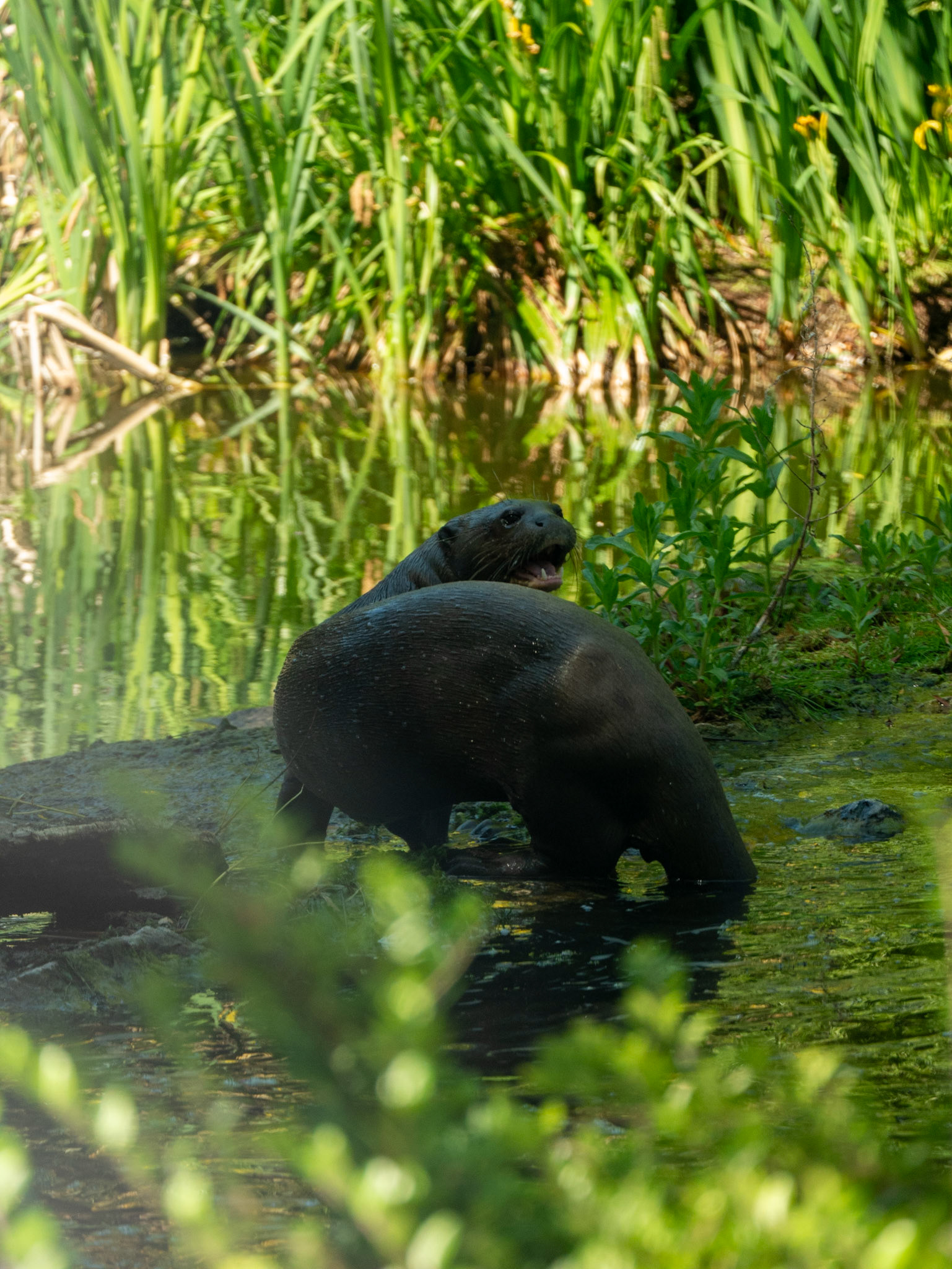 giant otter at Chester zoo