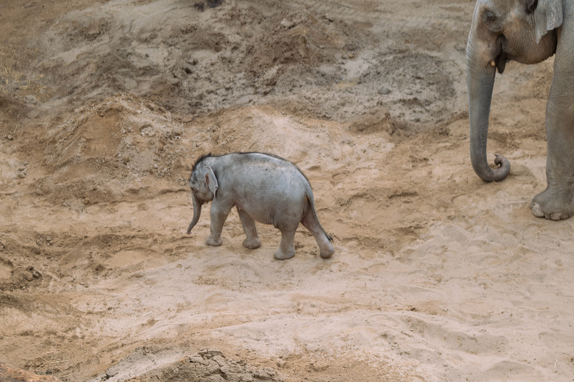 elephant at Blackpool zoo 