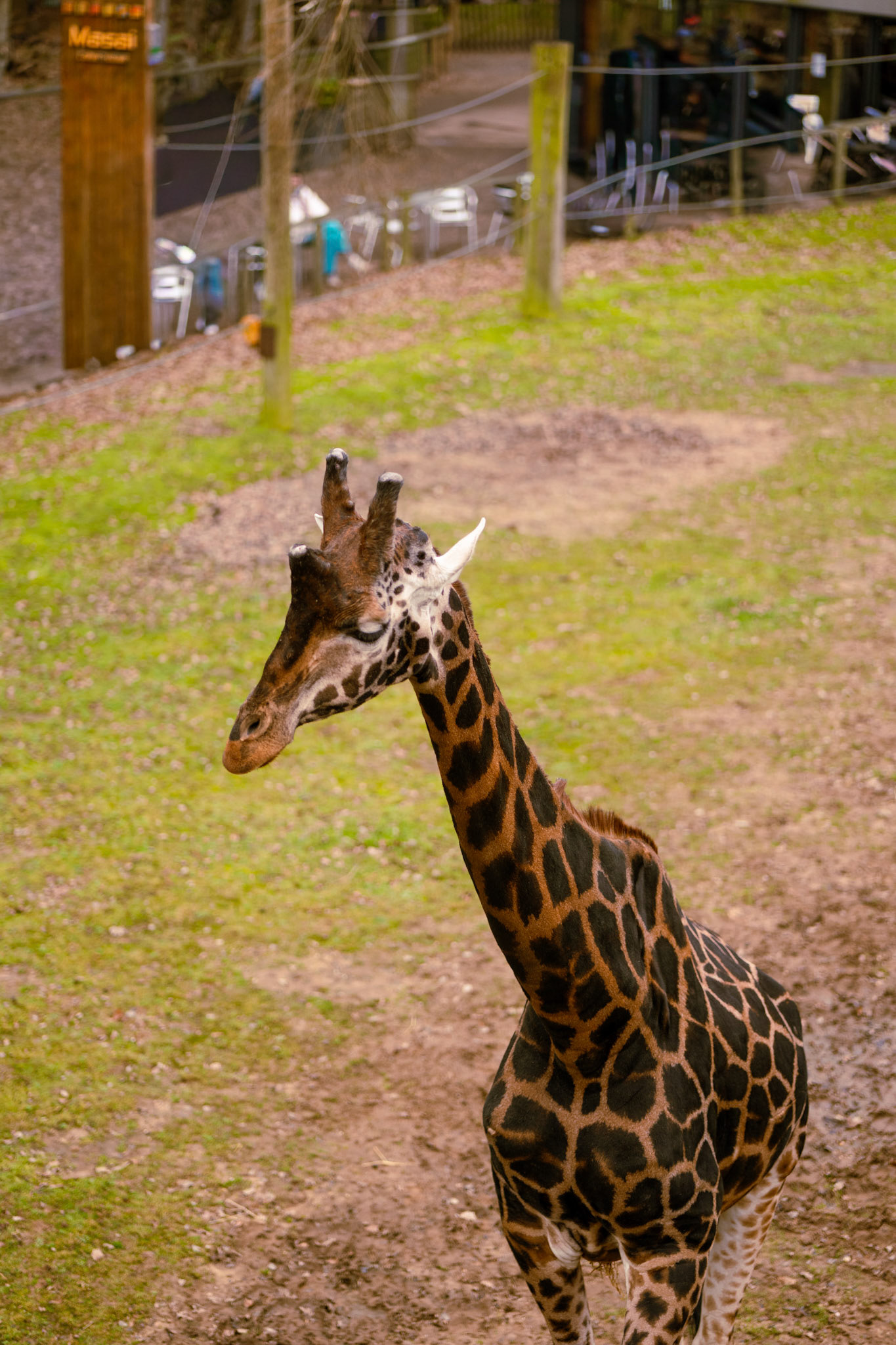 a giraffe