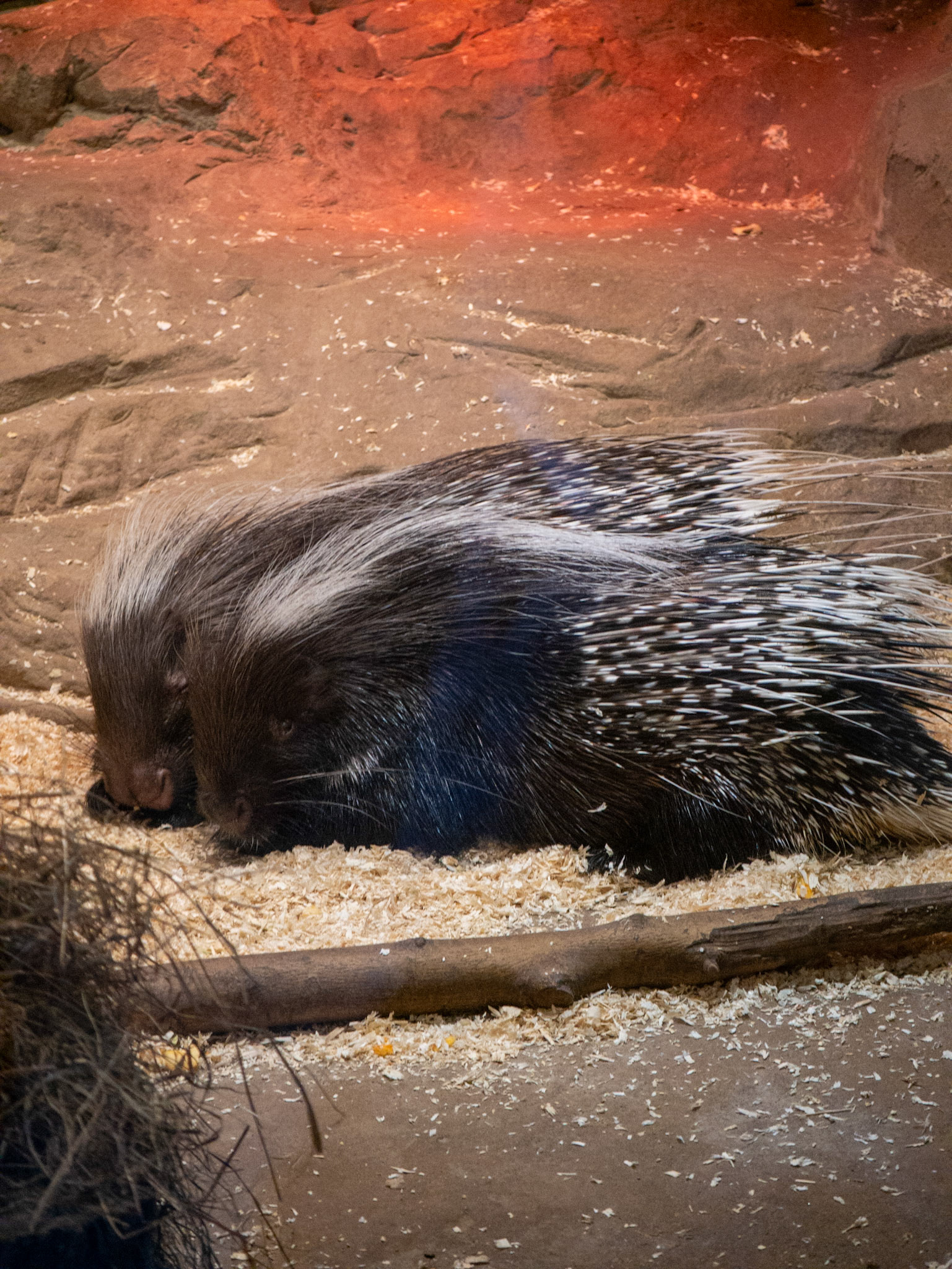 2 porcupines 