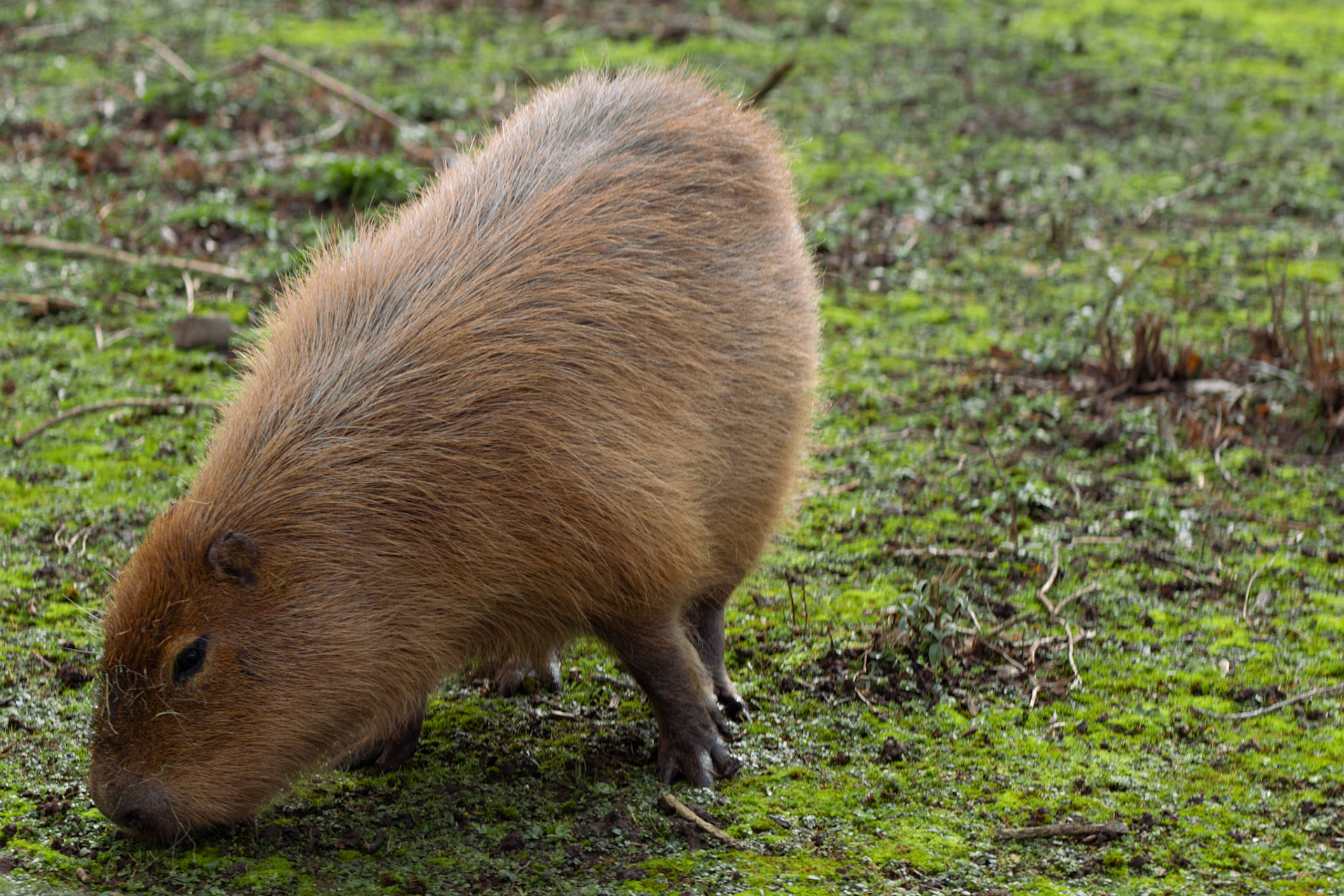 cappybara at Blackpool zoo 