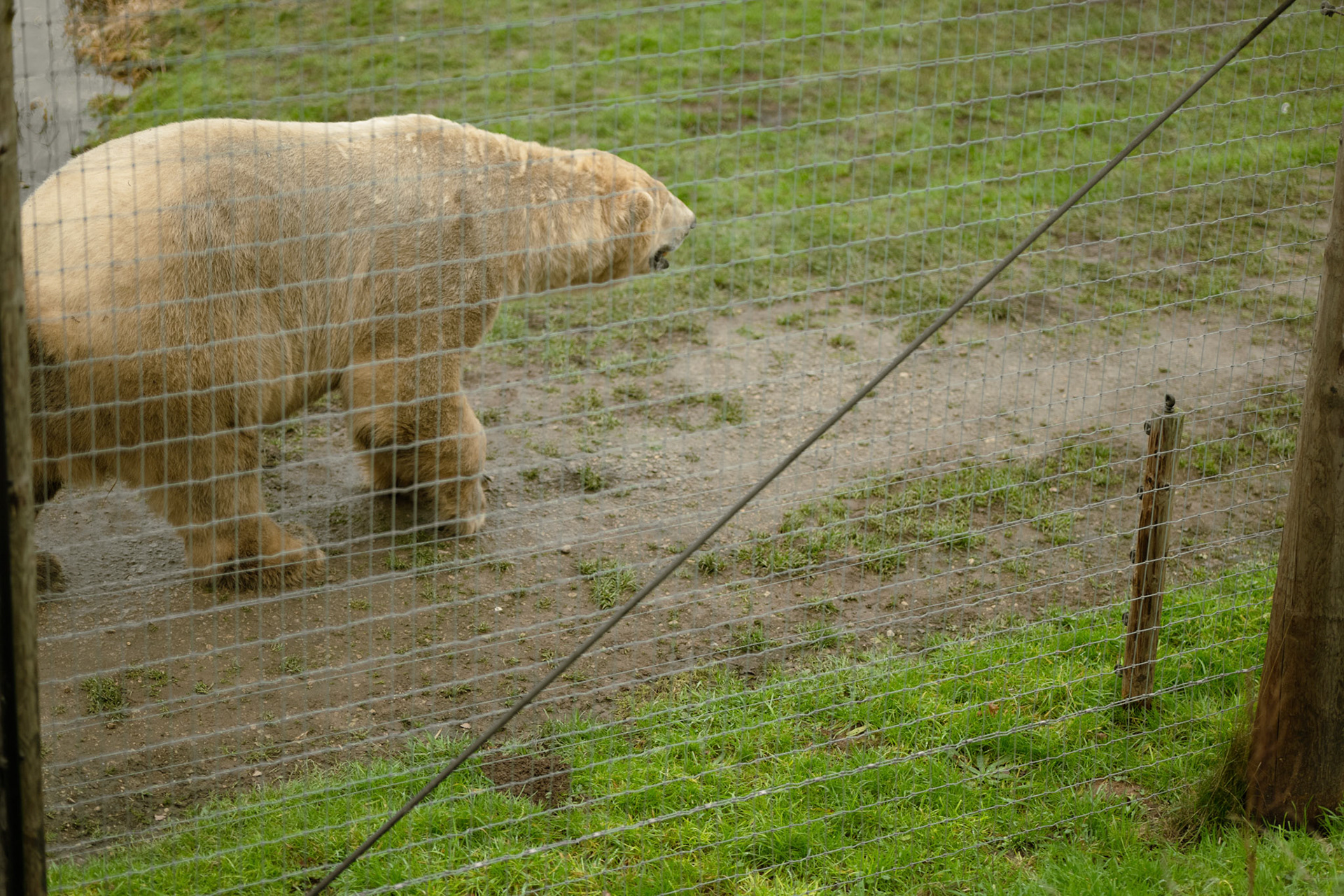 a polar bear at Yorkshire wildlife park 