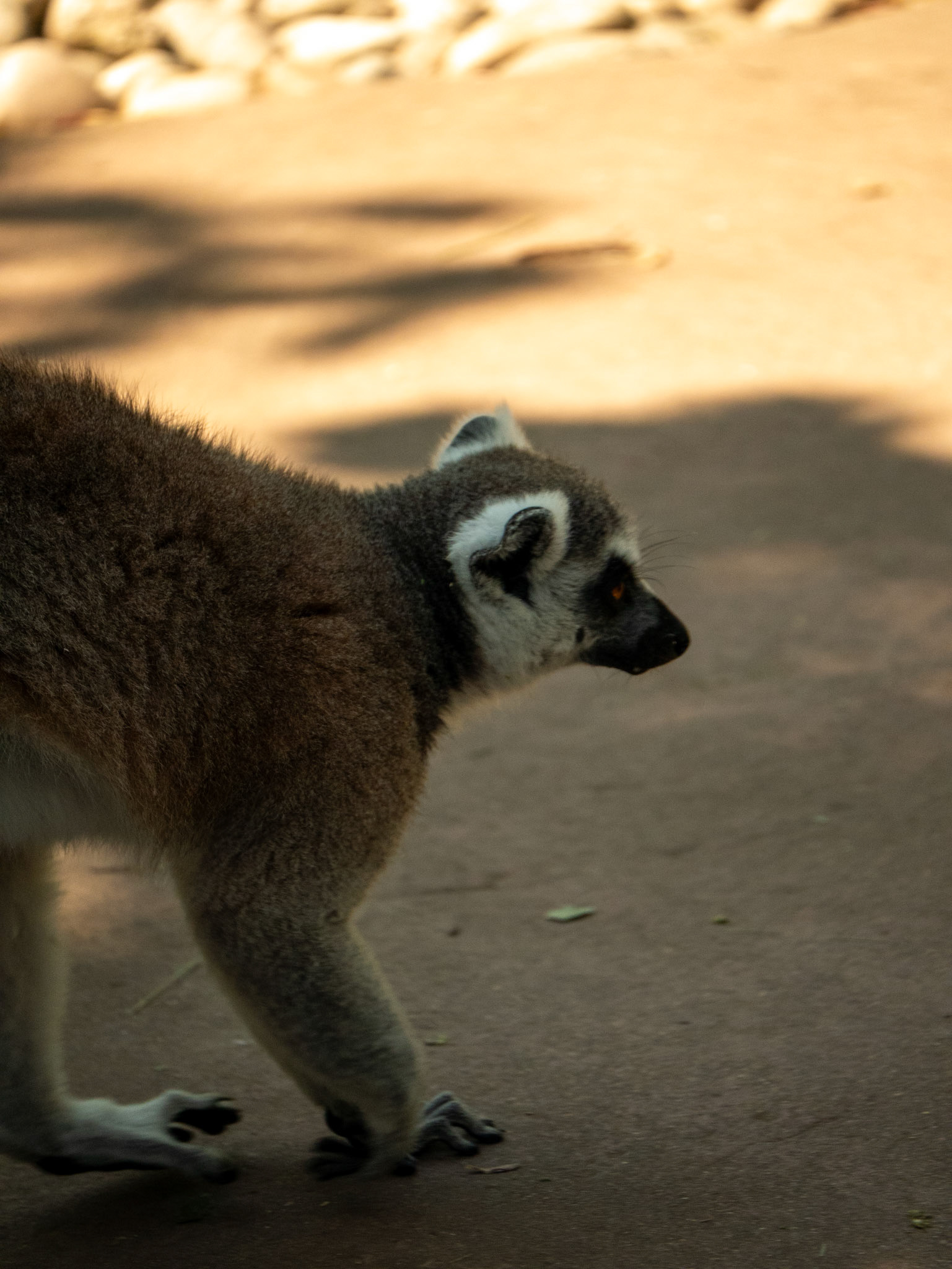 lemur at Chester zoo