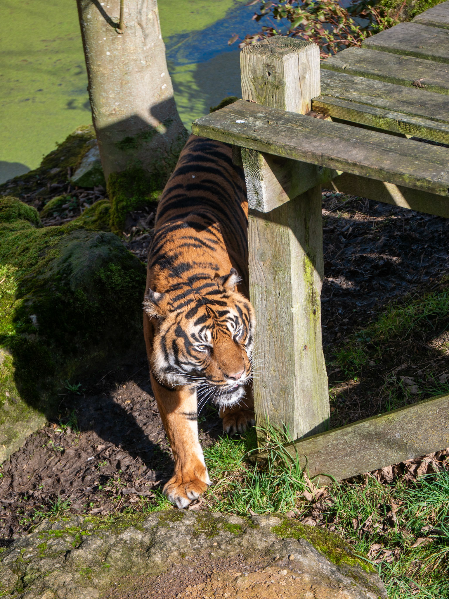 a tiger