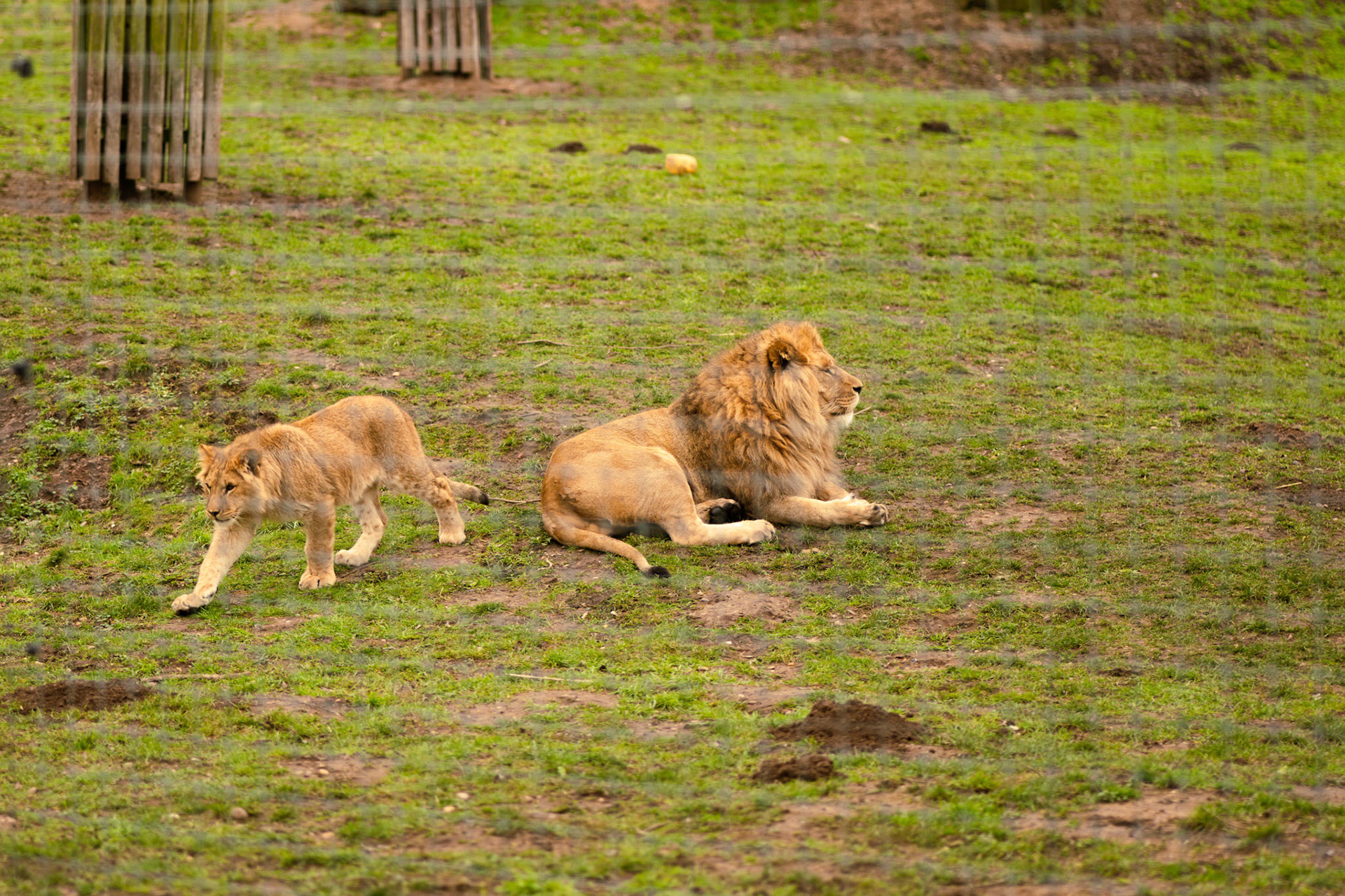 lions at Yorkshire wildlife park 
