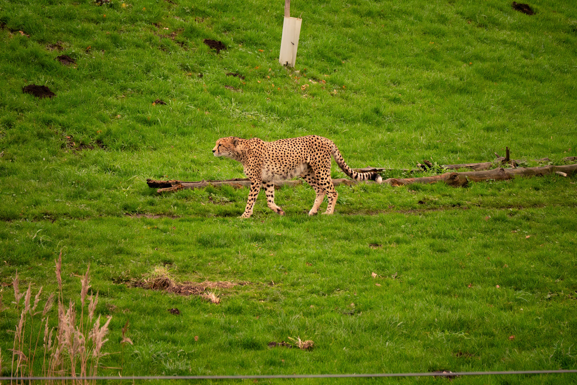 a cheetah at Yorkshire wildlife park 