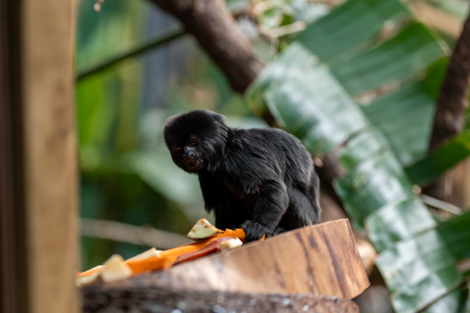 a goeldi monkey