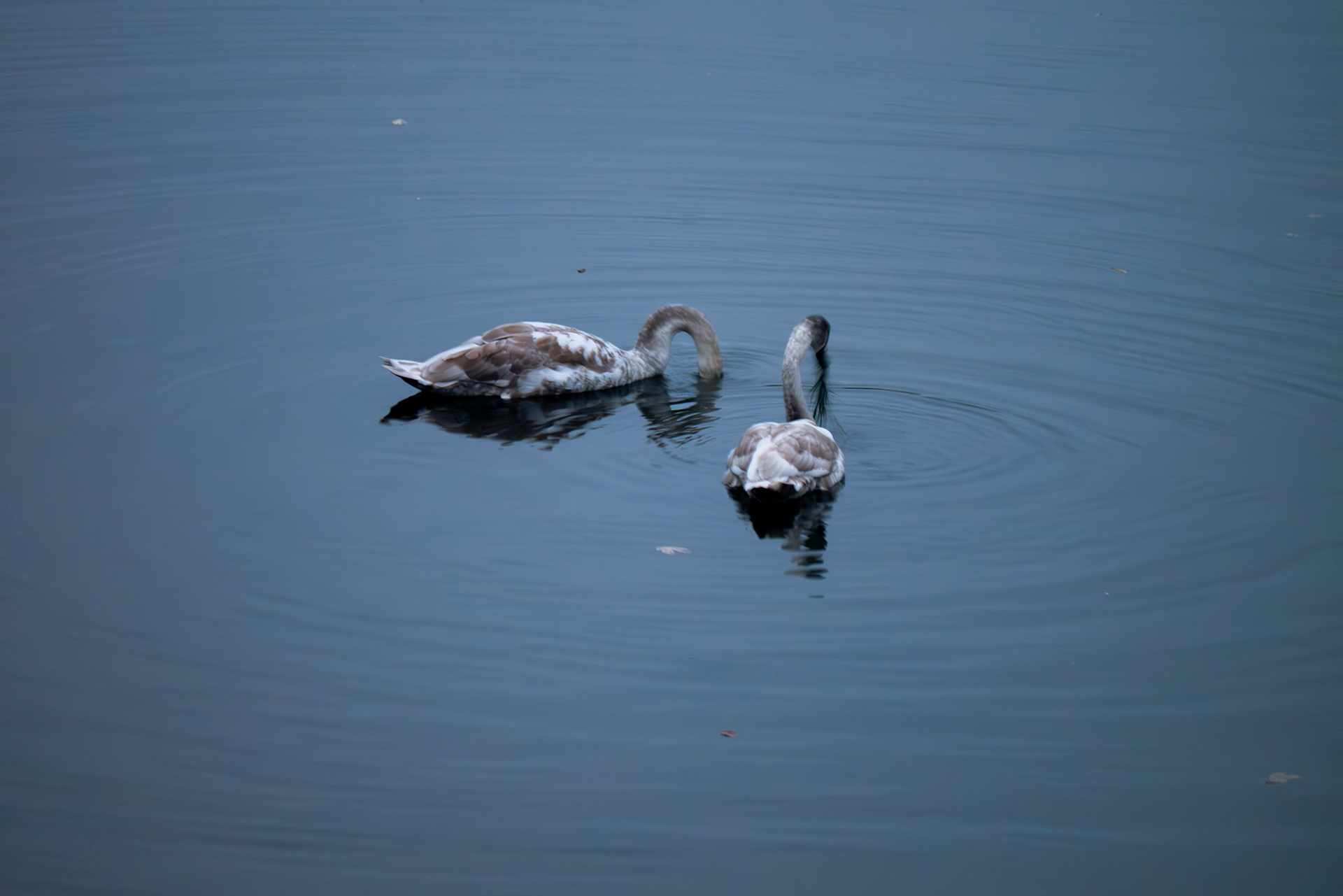 2 swans in the river wear