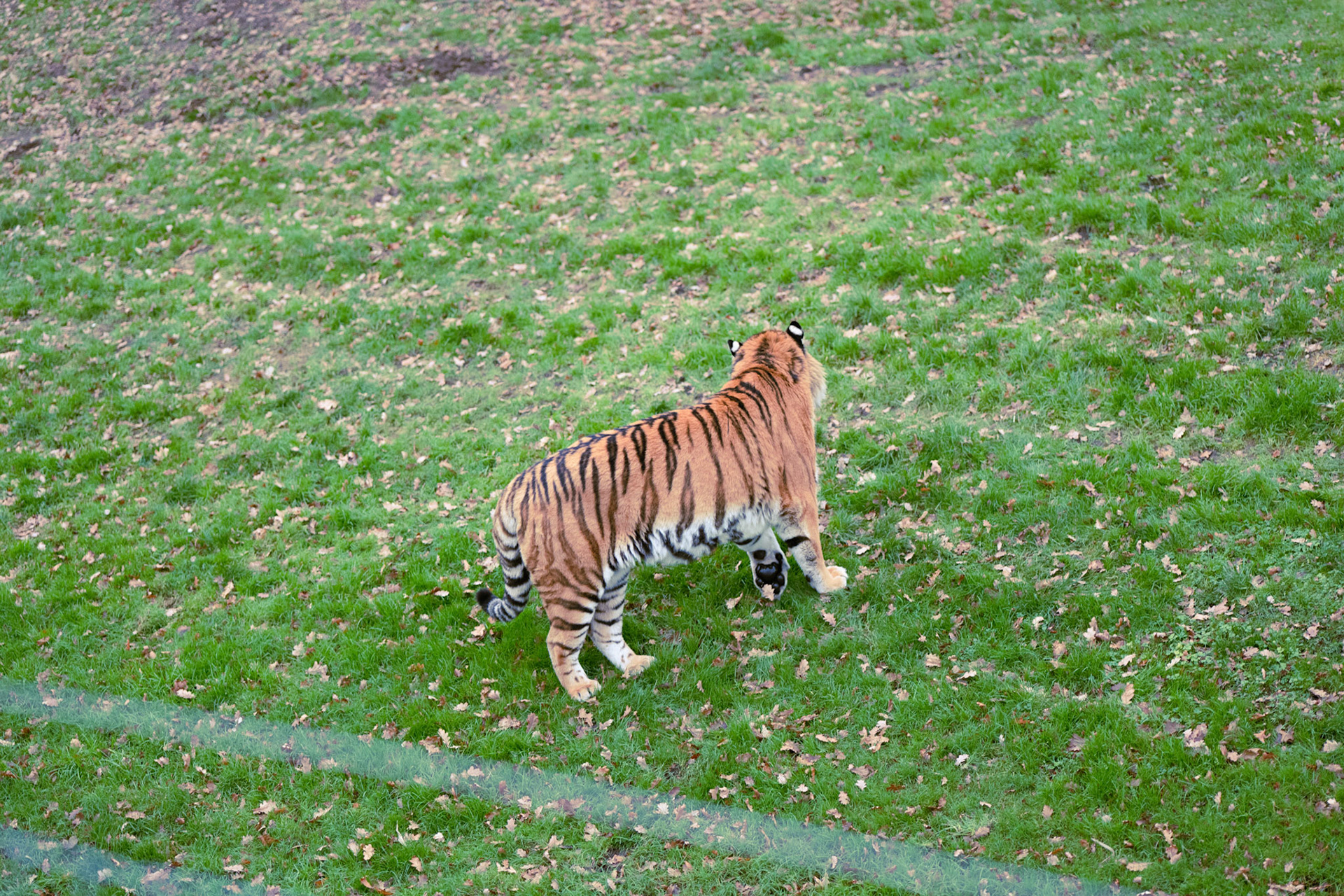 a tiger at Yorkshire wildlife park 