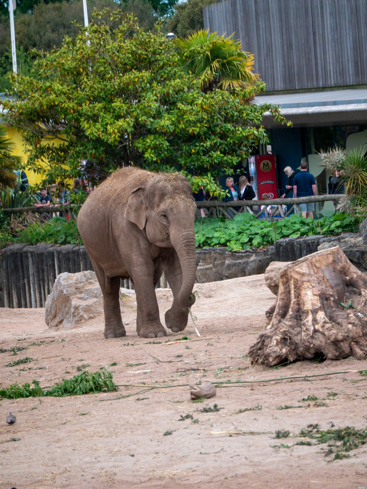 elephant at Chester zoo