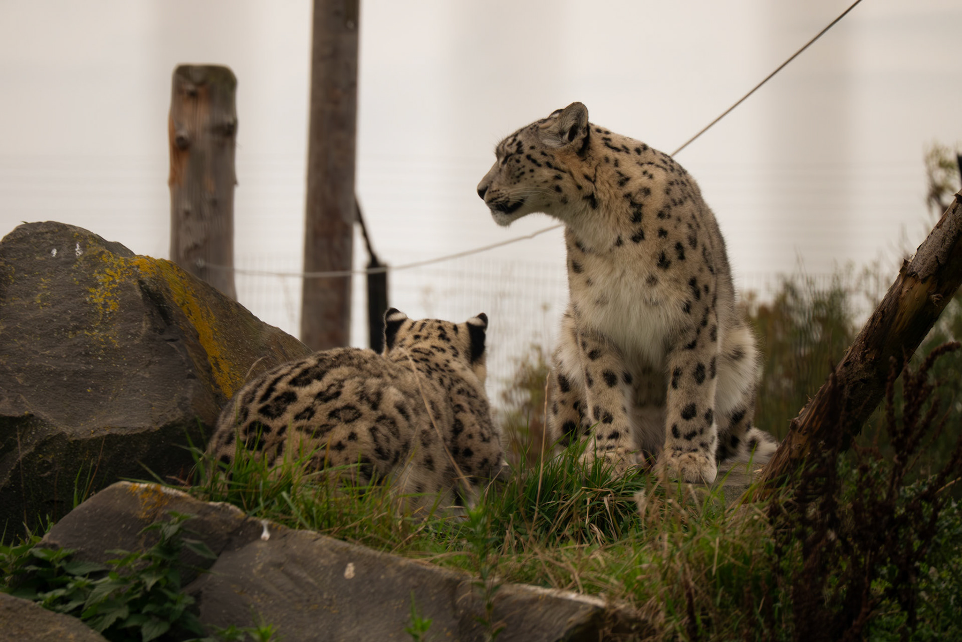 snow leopard at Northumberland zoo