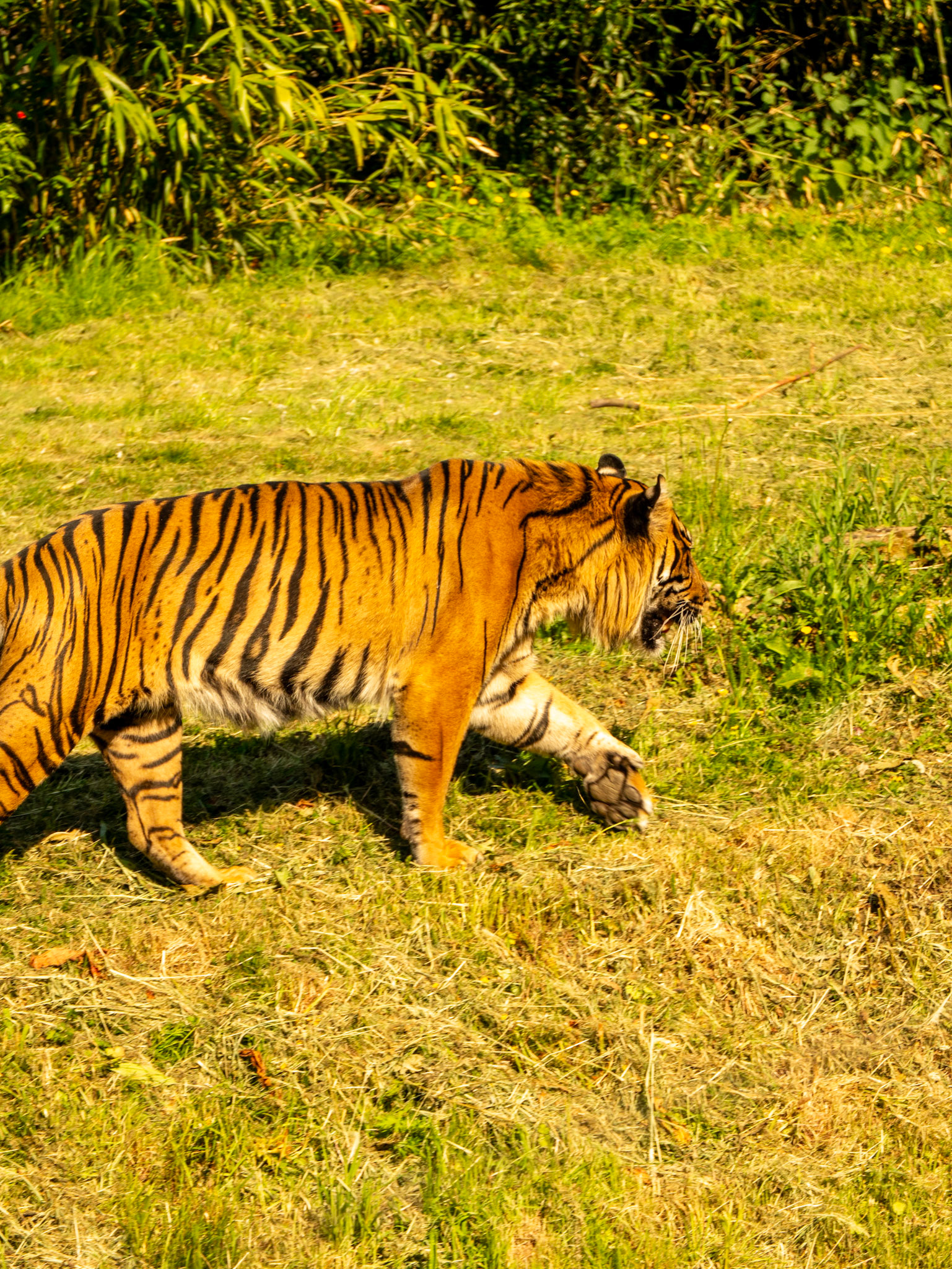 tiger at Chester zoo