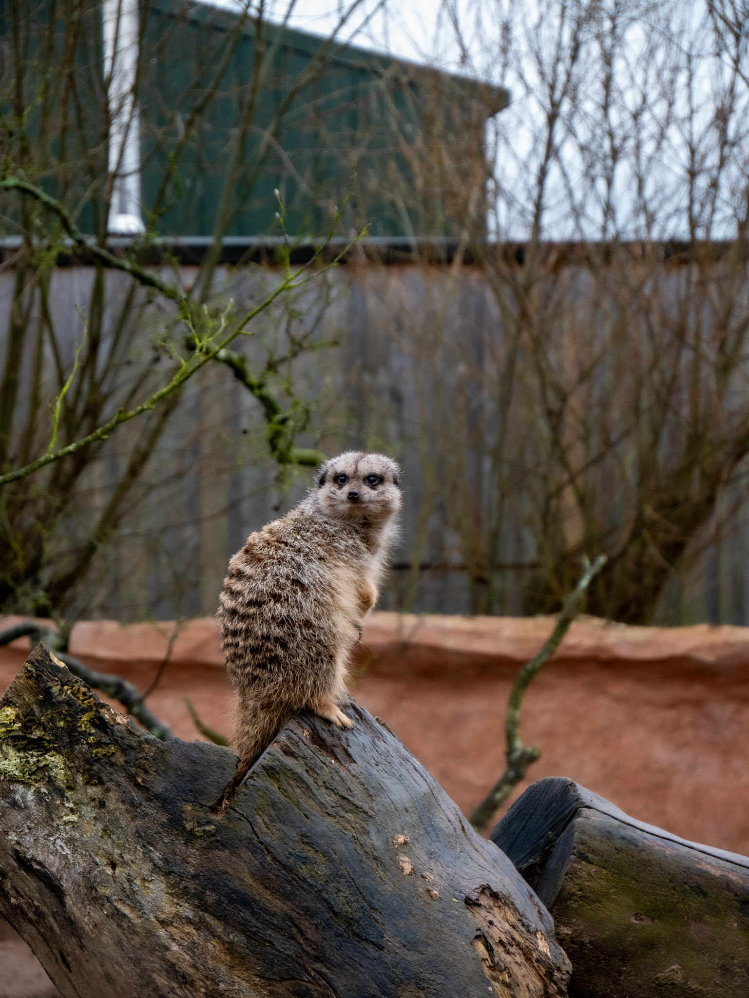 meercat at Northumberland zoo
