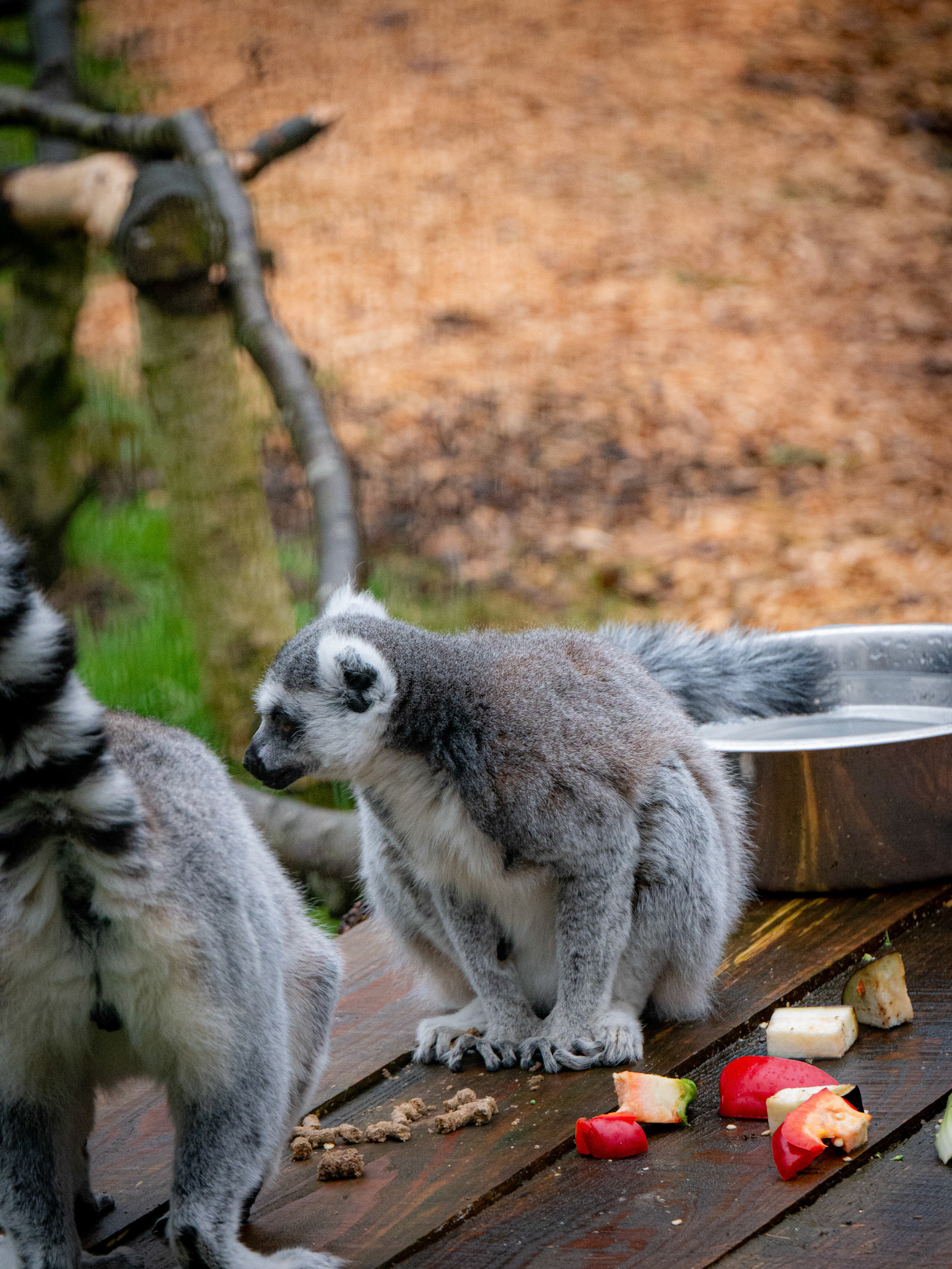 lemur at Northumberland zoo