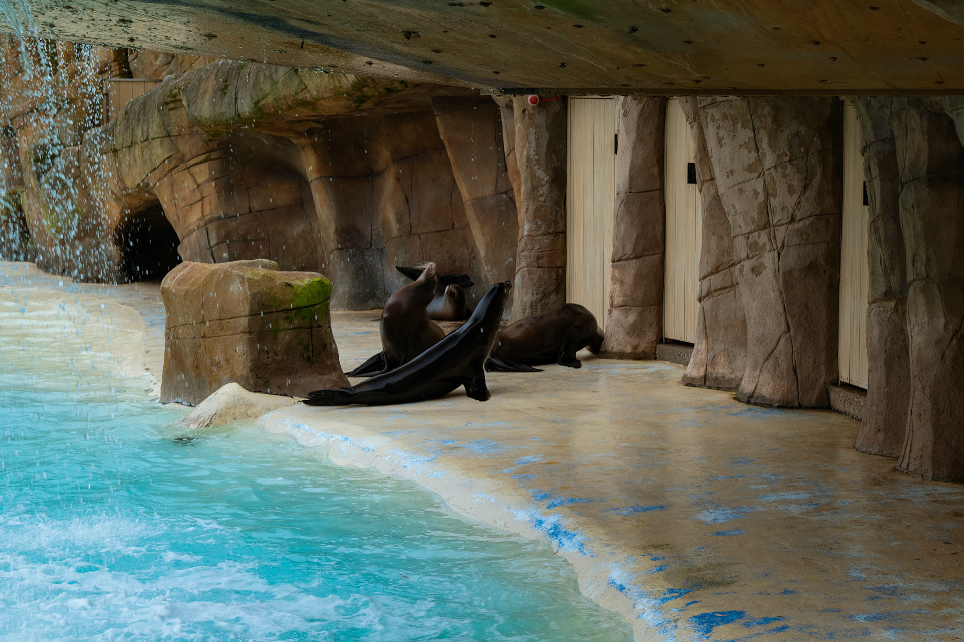a sealion at Blackpool zoo 