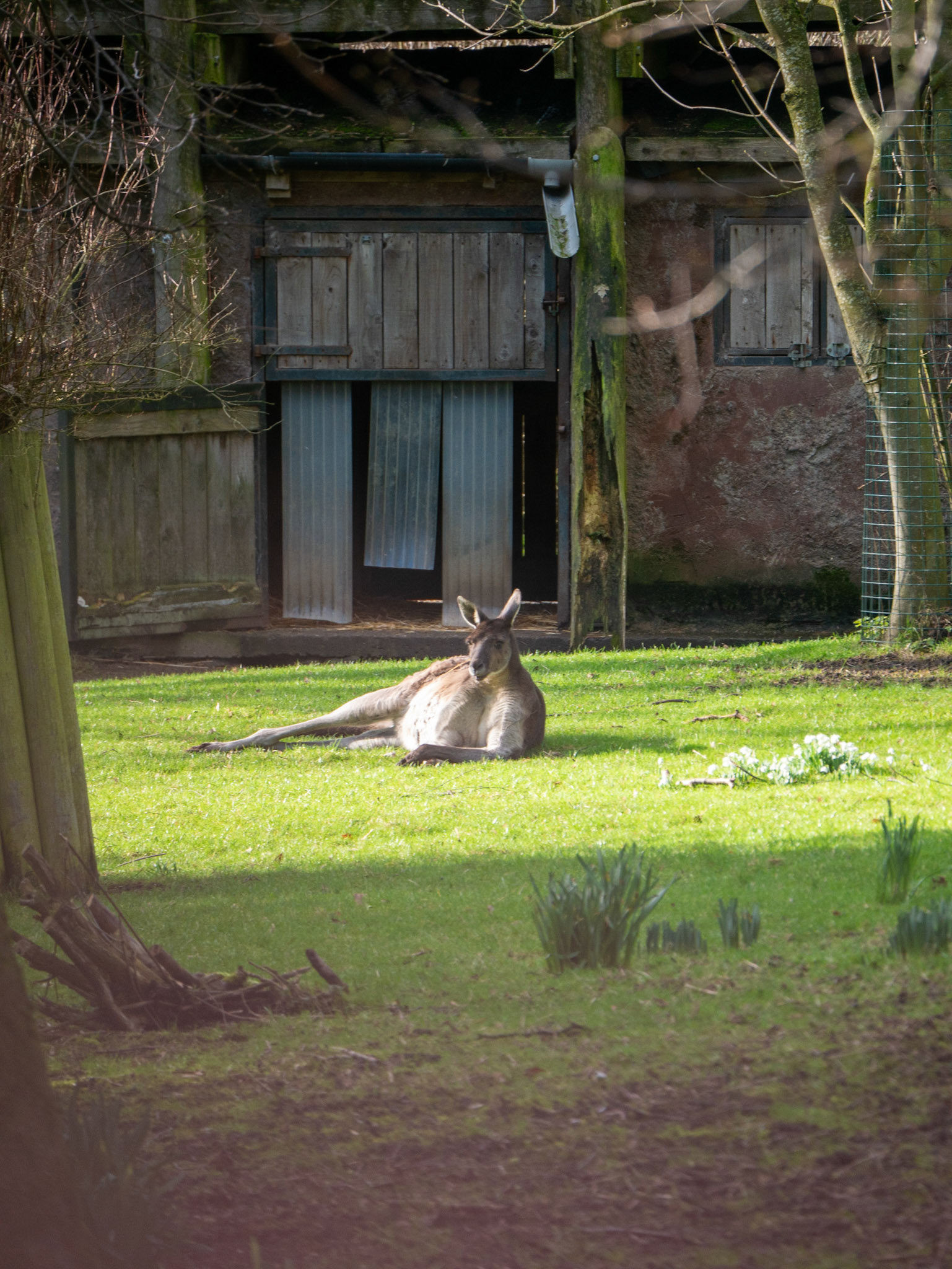 a kangaroo