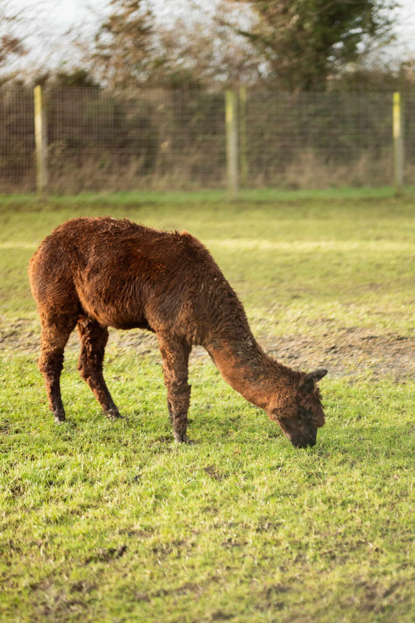 a alpaca at Northumberland zoo