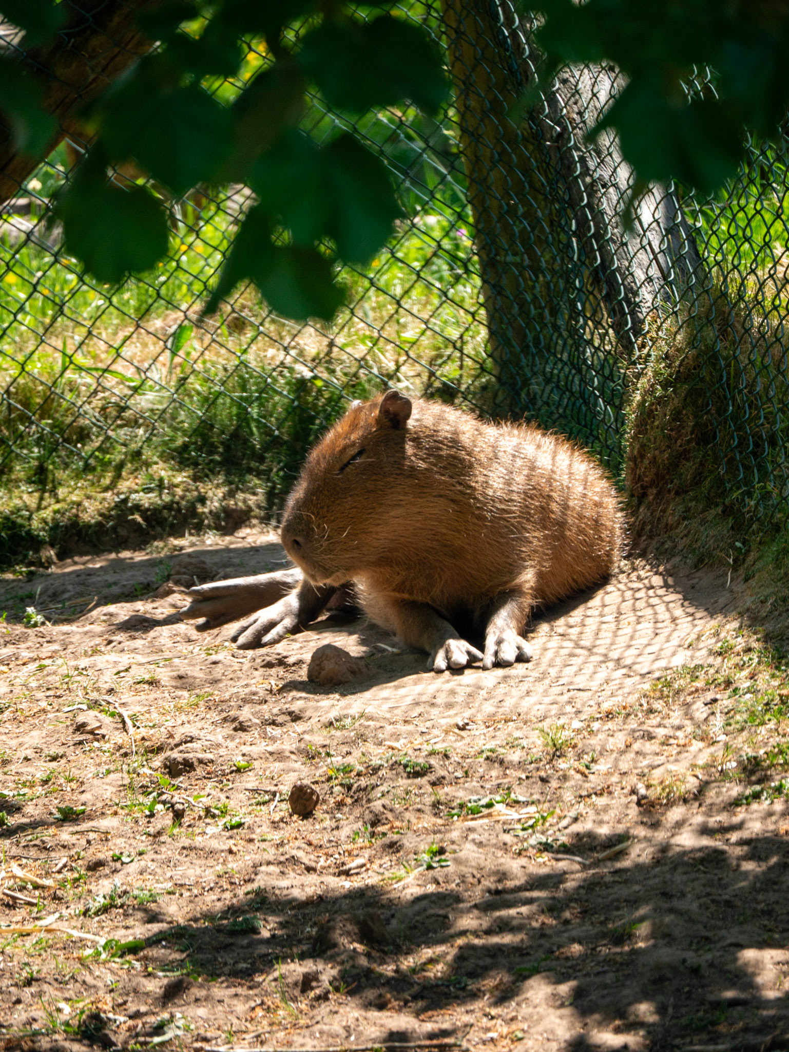 cappybara at Chester zoo