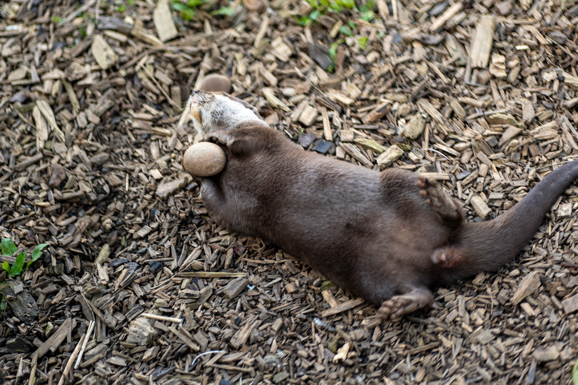 a otter
