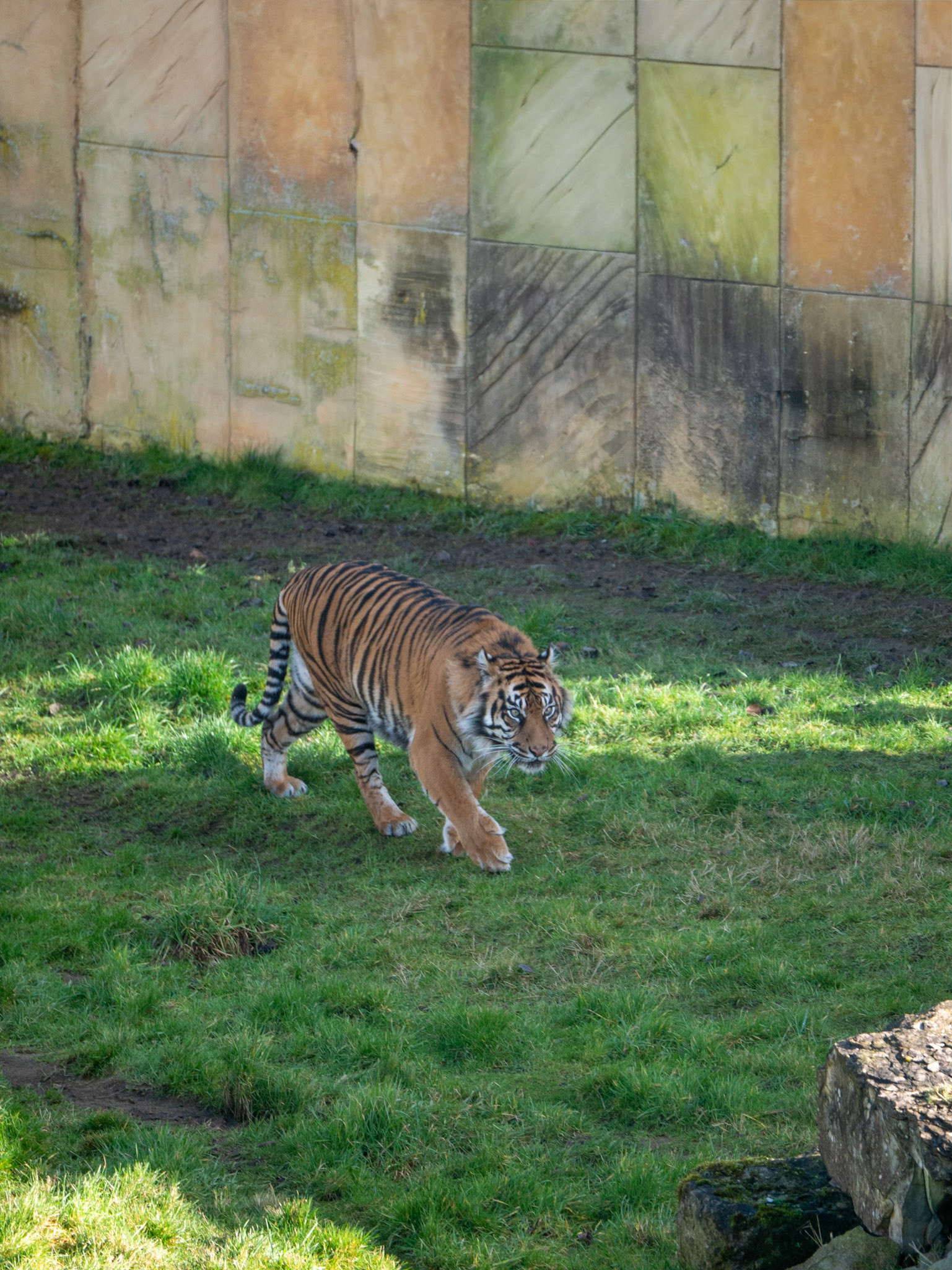 a tiger