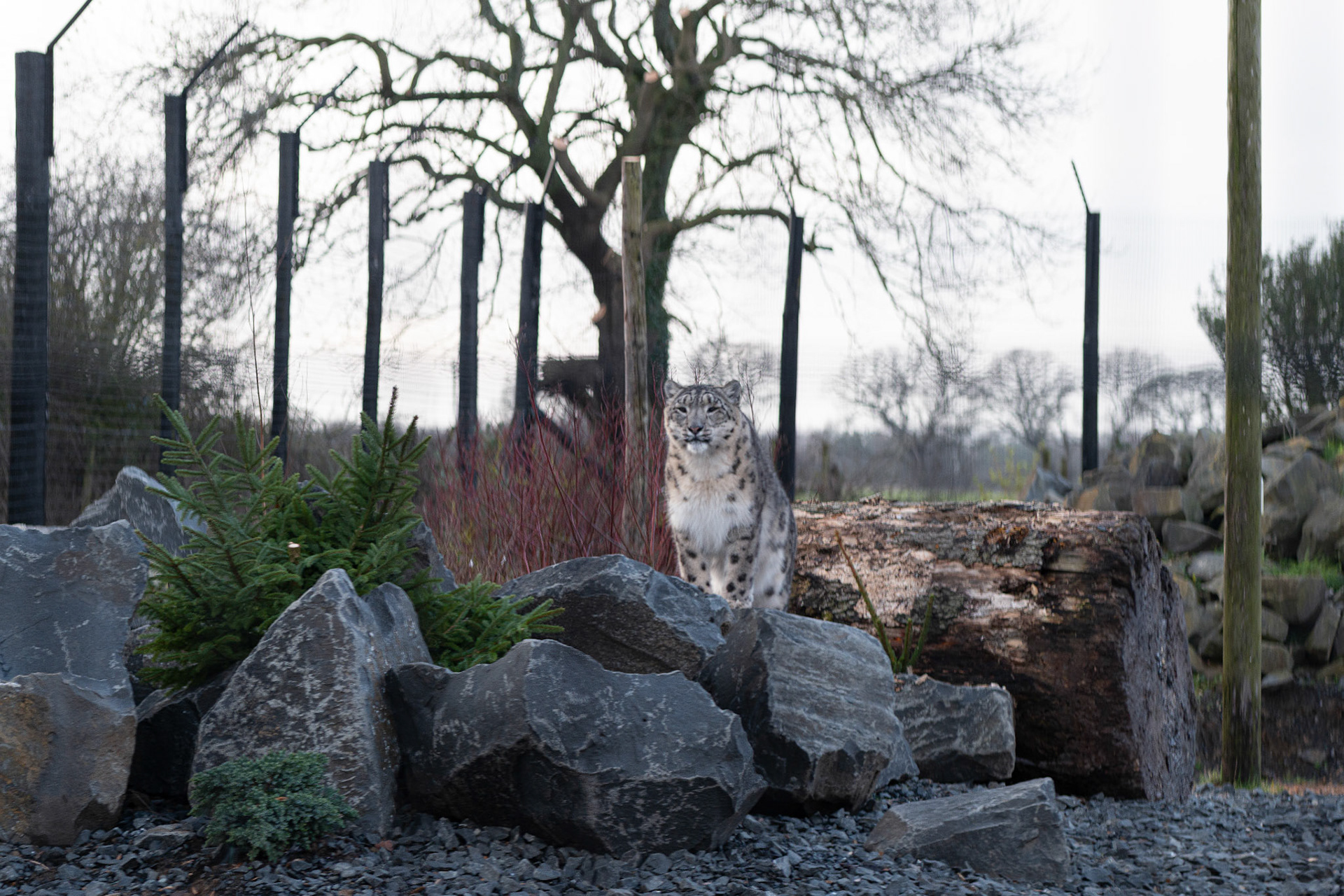 a snow leopard at Northumberland zoo