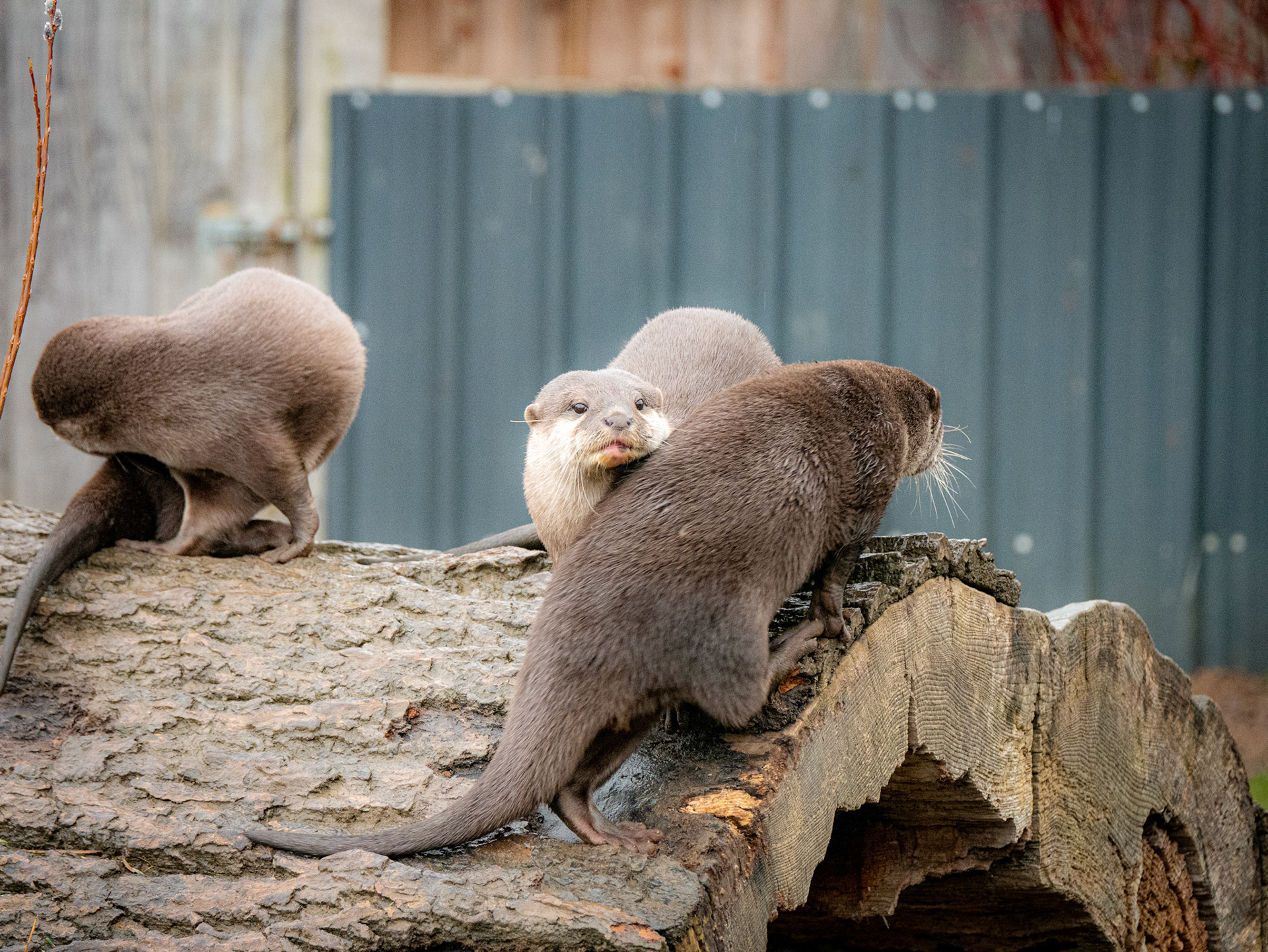 otter at Northumberland zoo