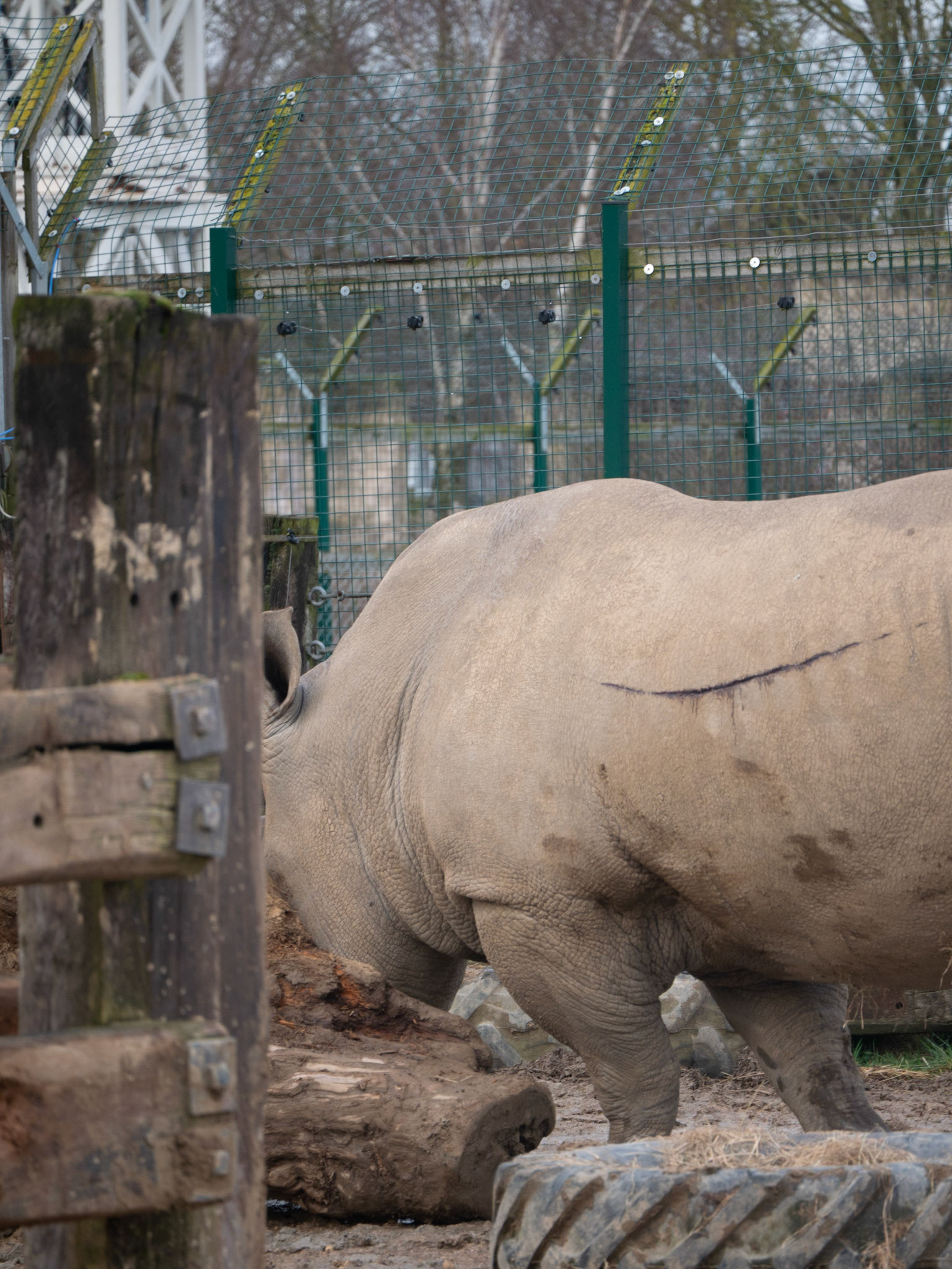 a rino 
