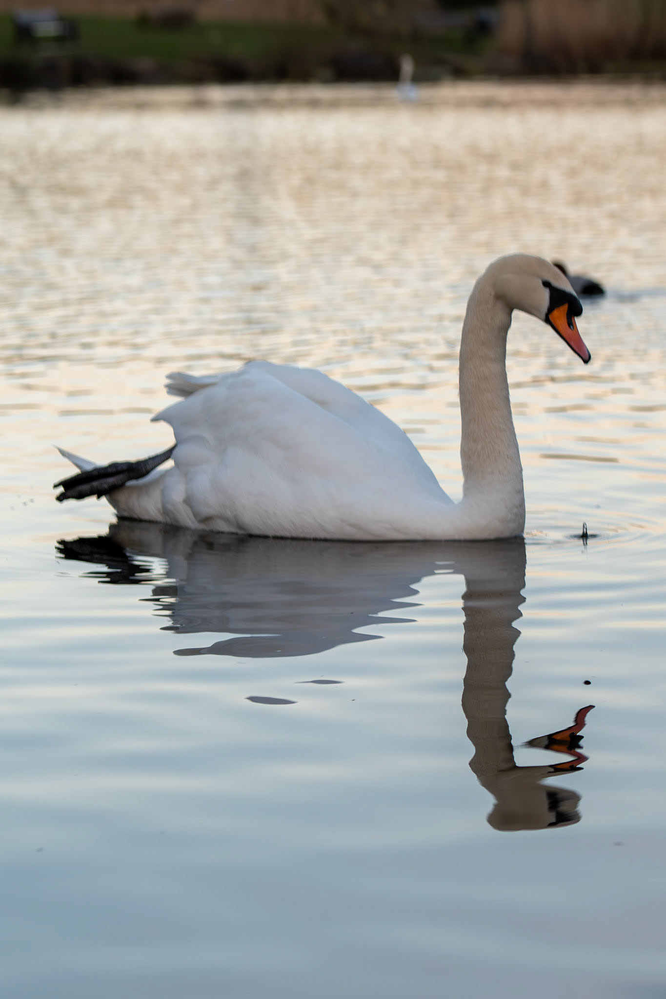 a swan