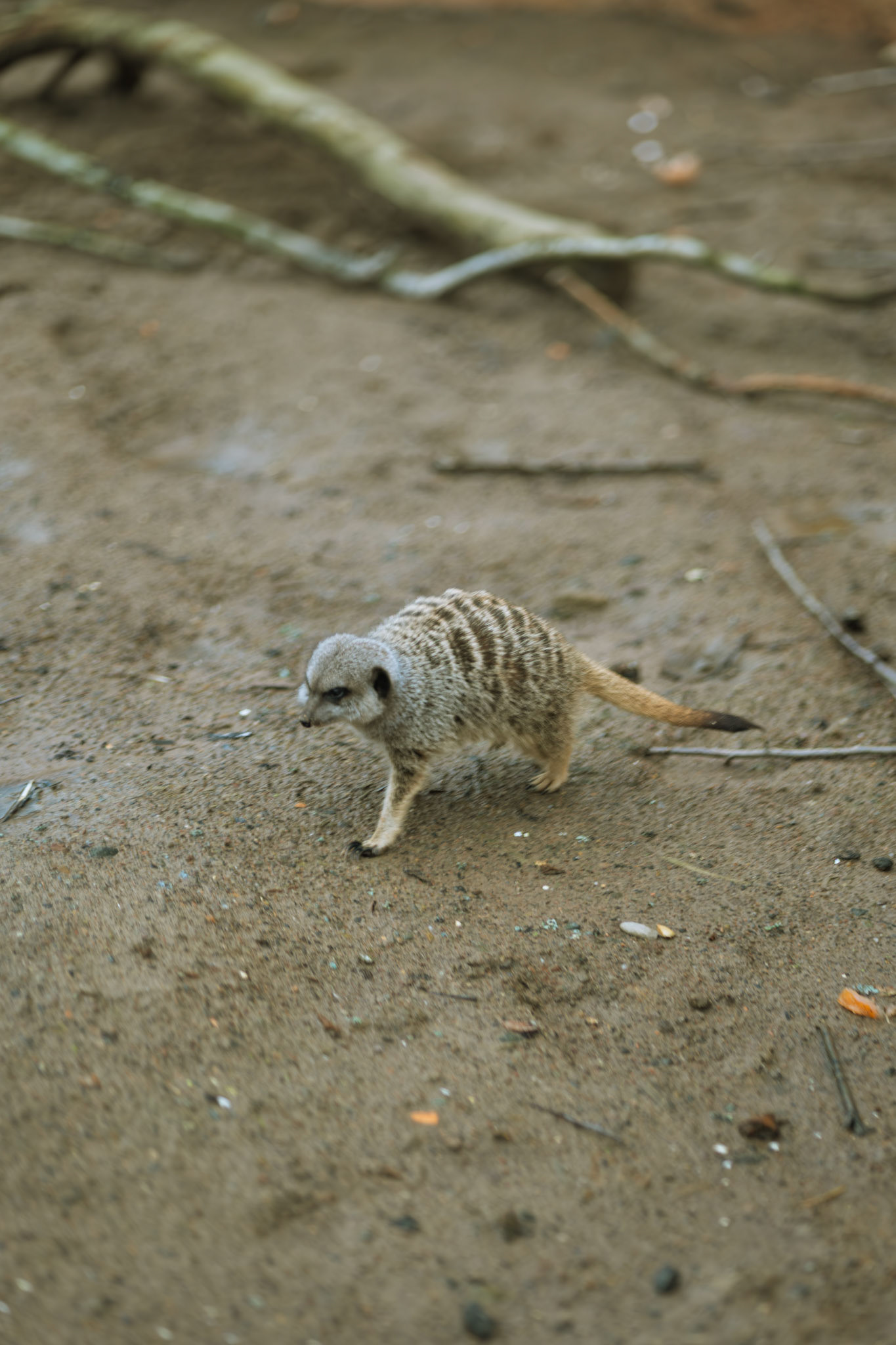a meercat at Northumberland zoo