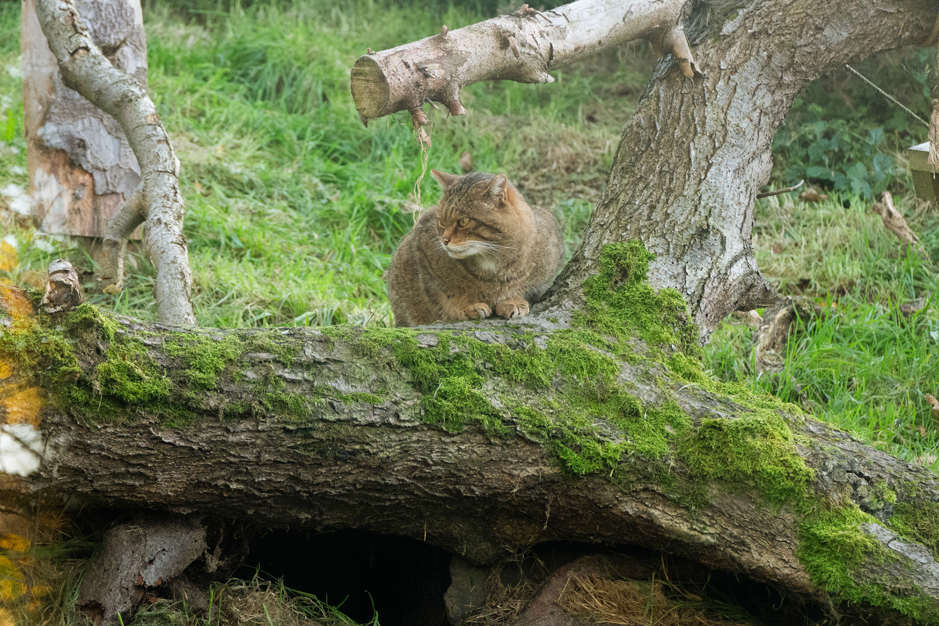 a Scottish wildcat at Northumberland zoo