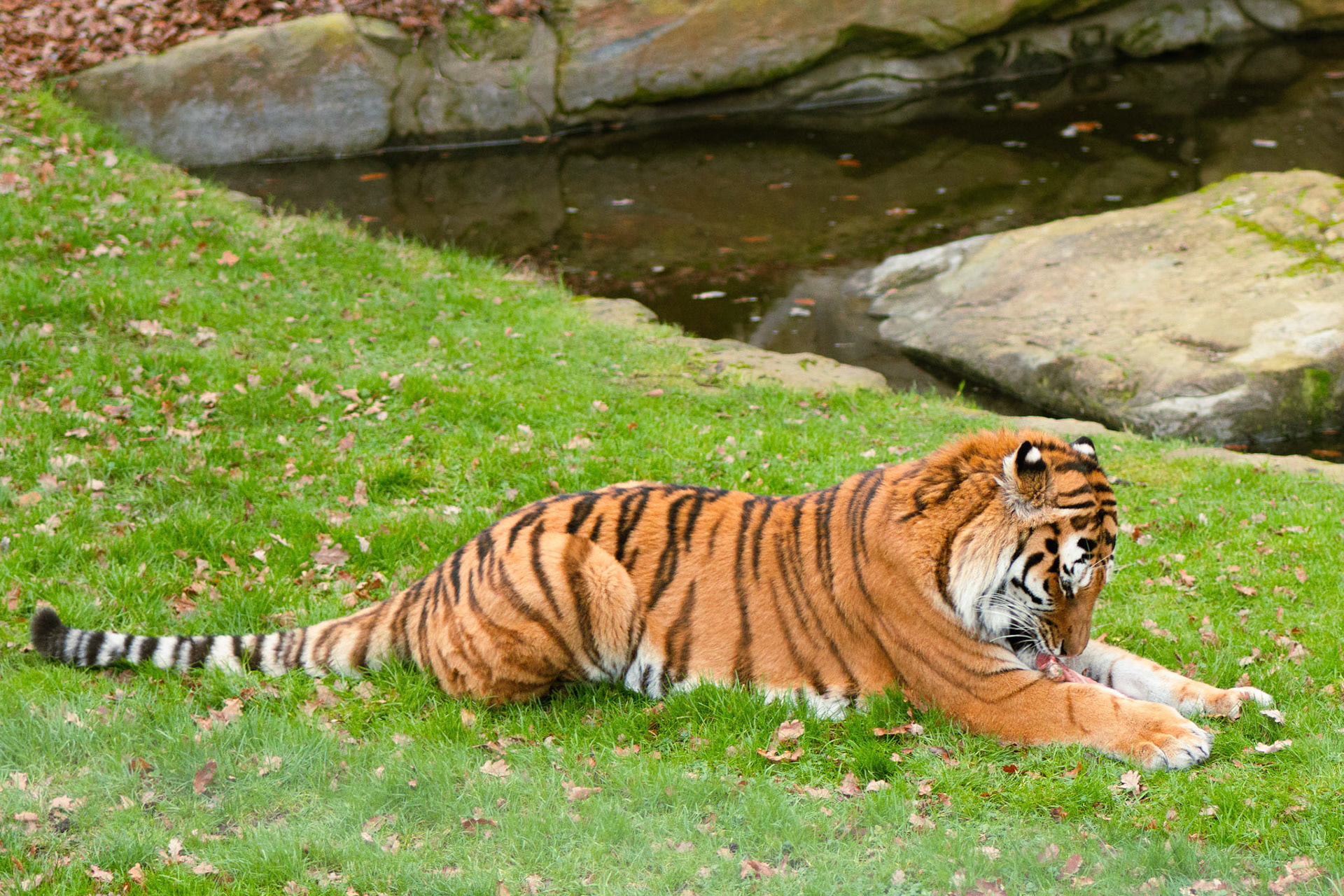 a tiger at Yorkshire wildlife park 