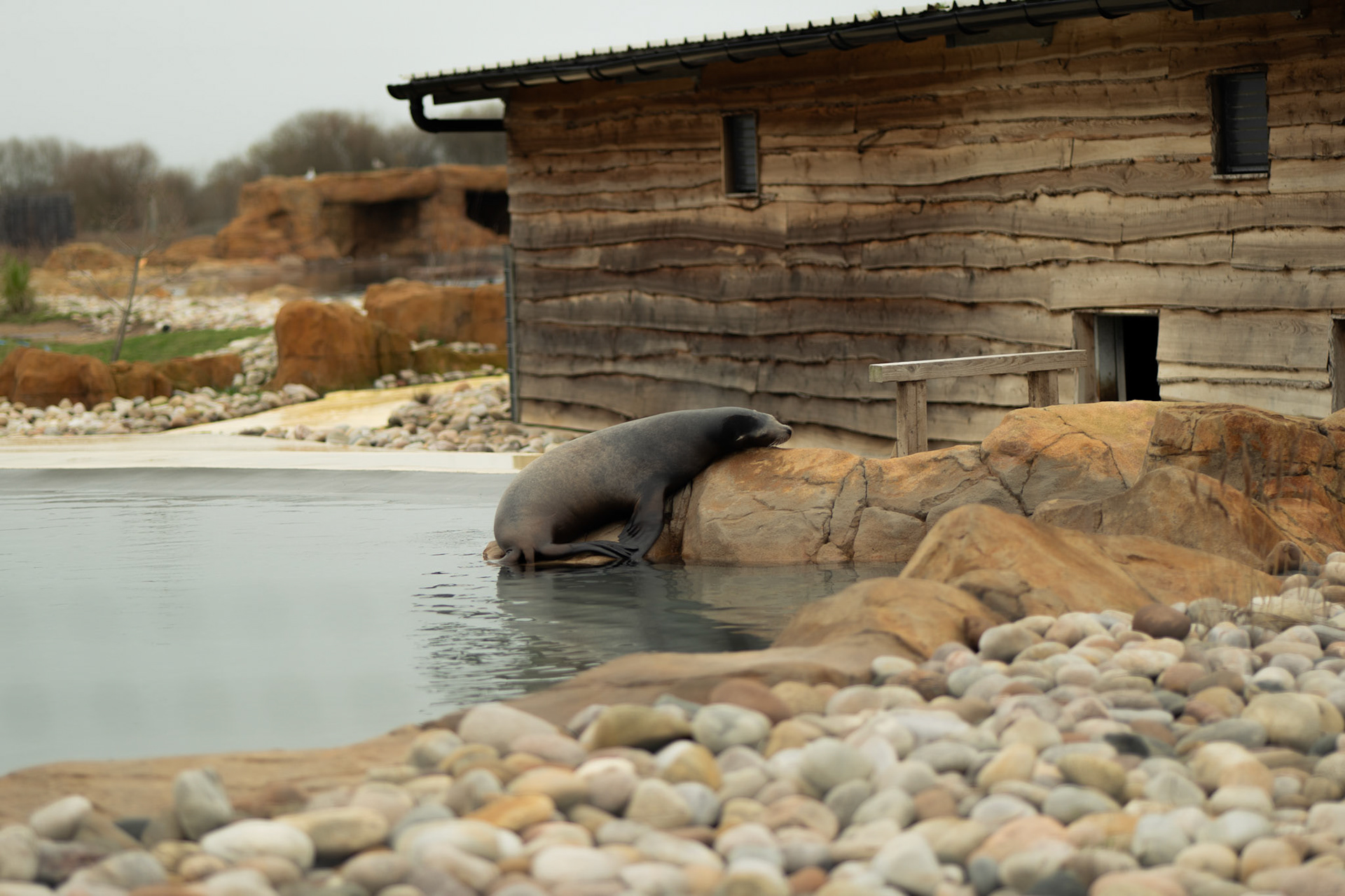 sea lion at Yorkshire wildlife park 