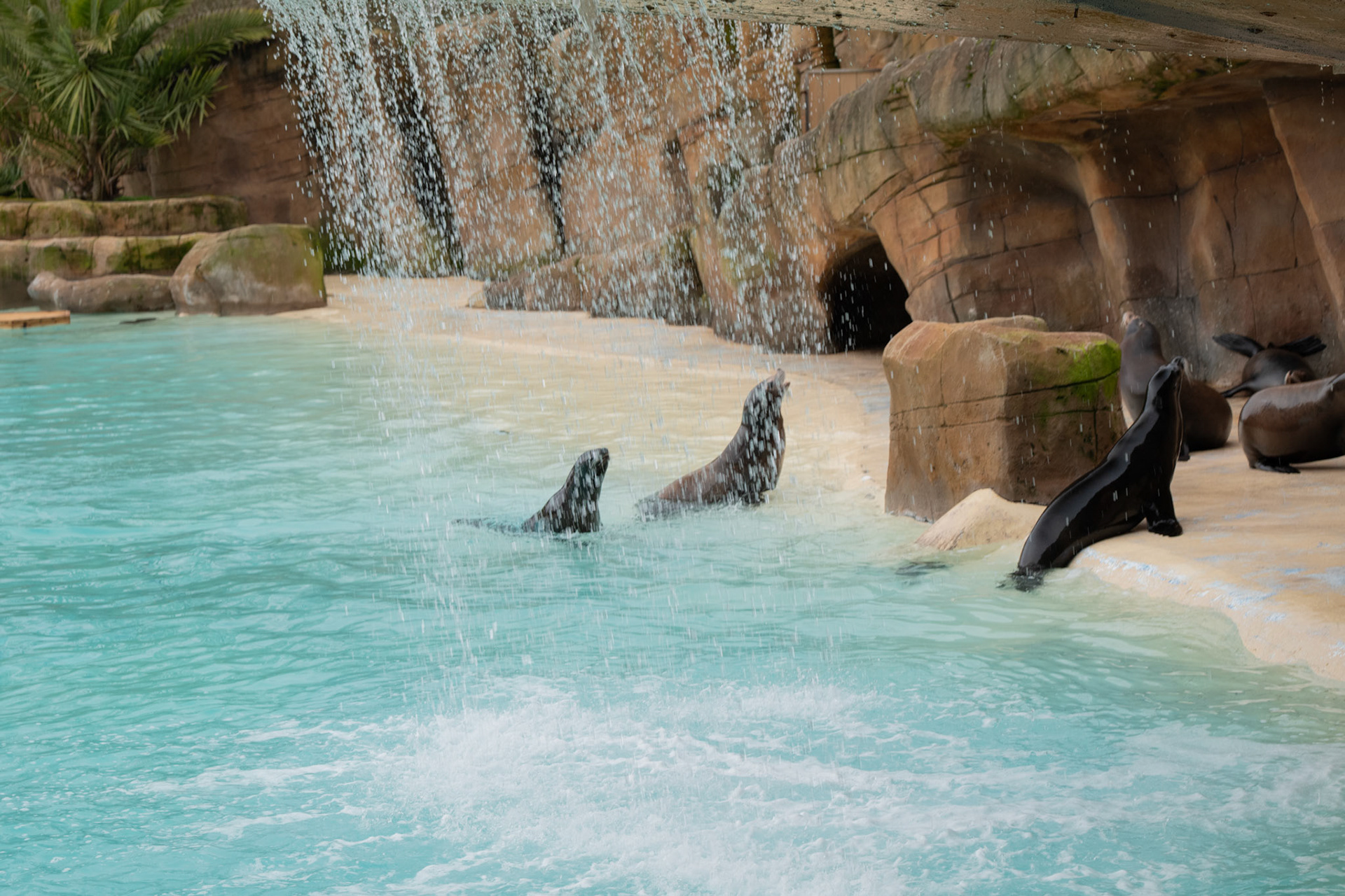 a sealion at Blackpool zoo 