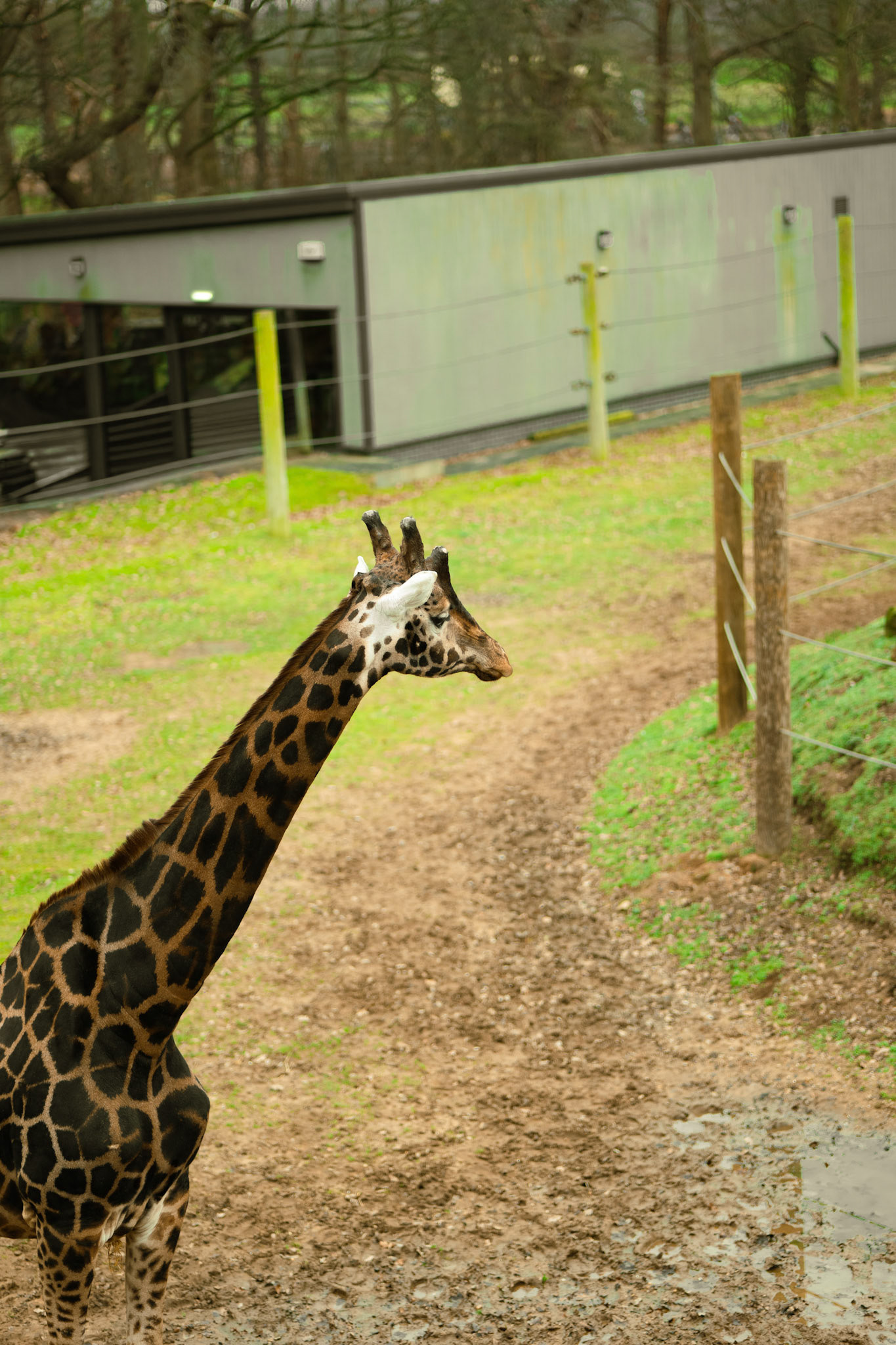 a giraffe