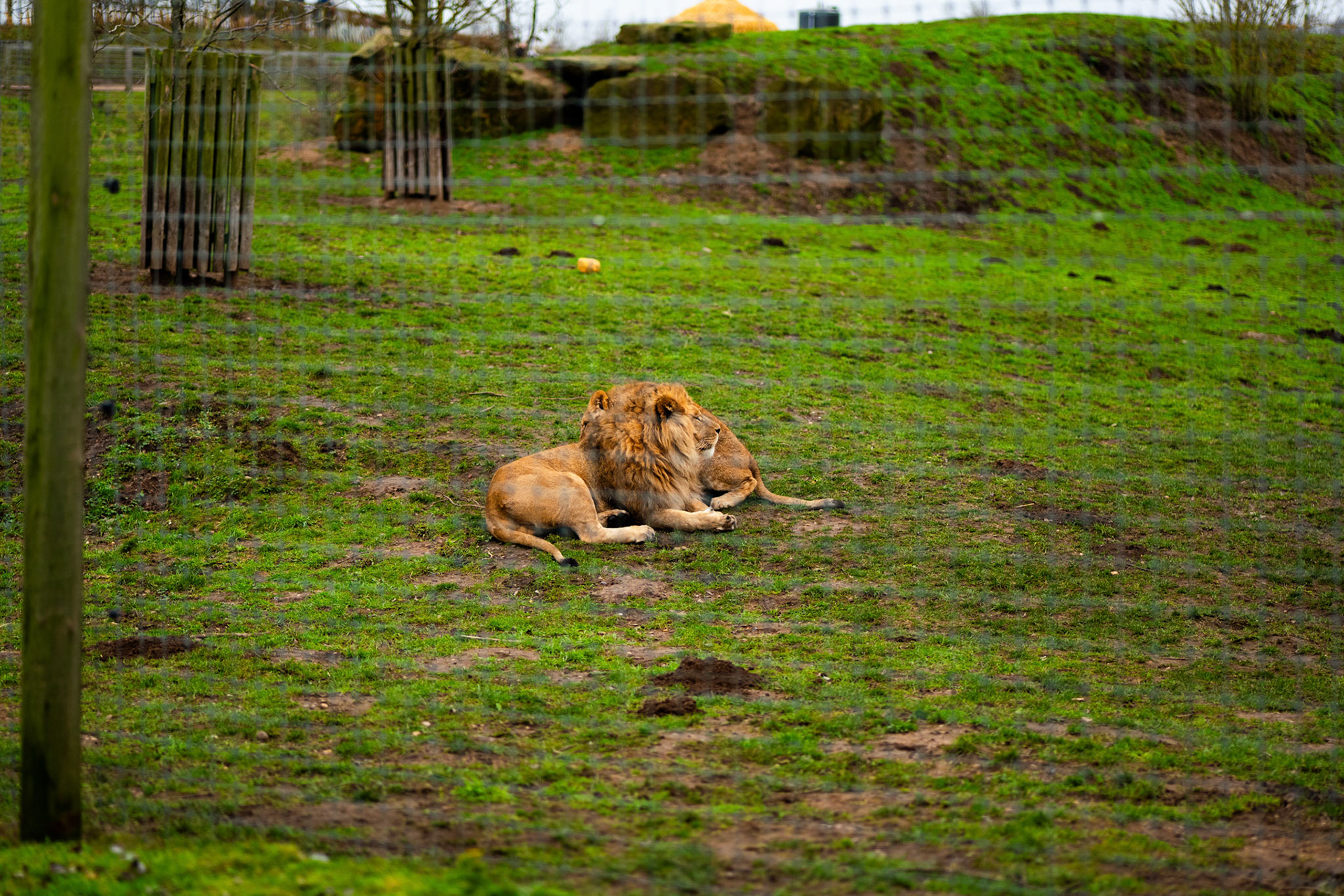 lions at Yorkshire wildlife park 